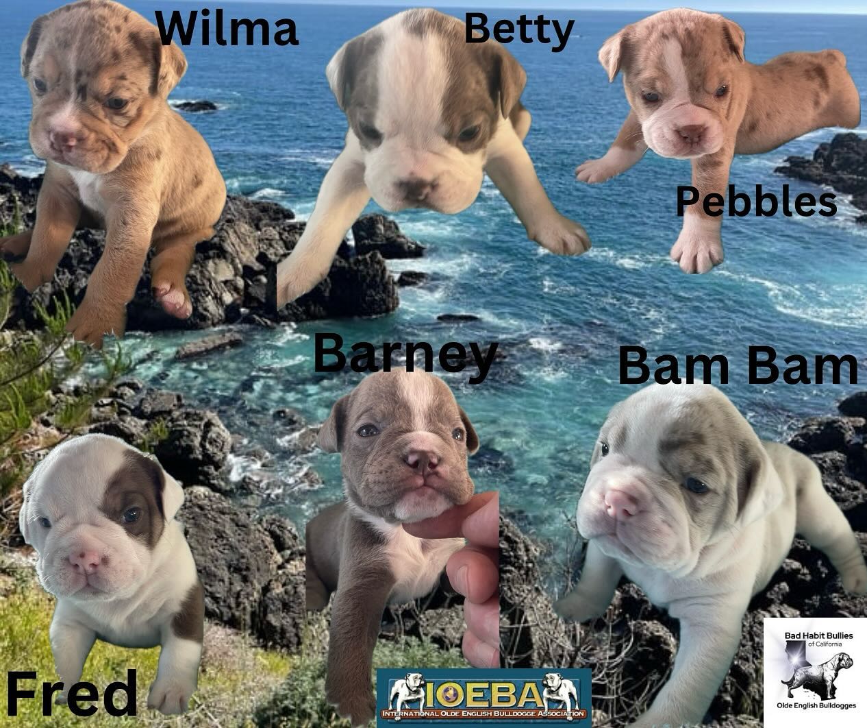 Olde English Bulldogge Pups 3 1/2 weeks old, 3boys/3girls IOEBA registered badhabitbullies.com