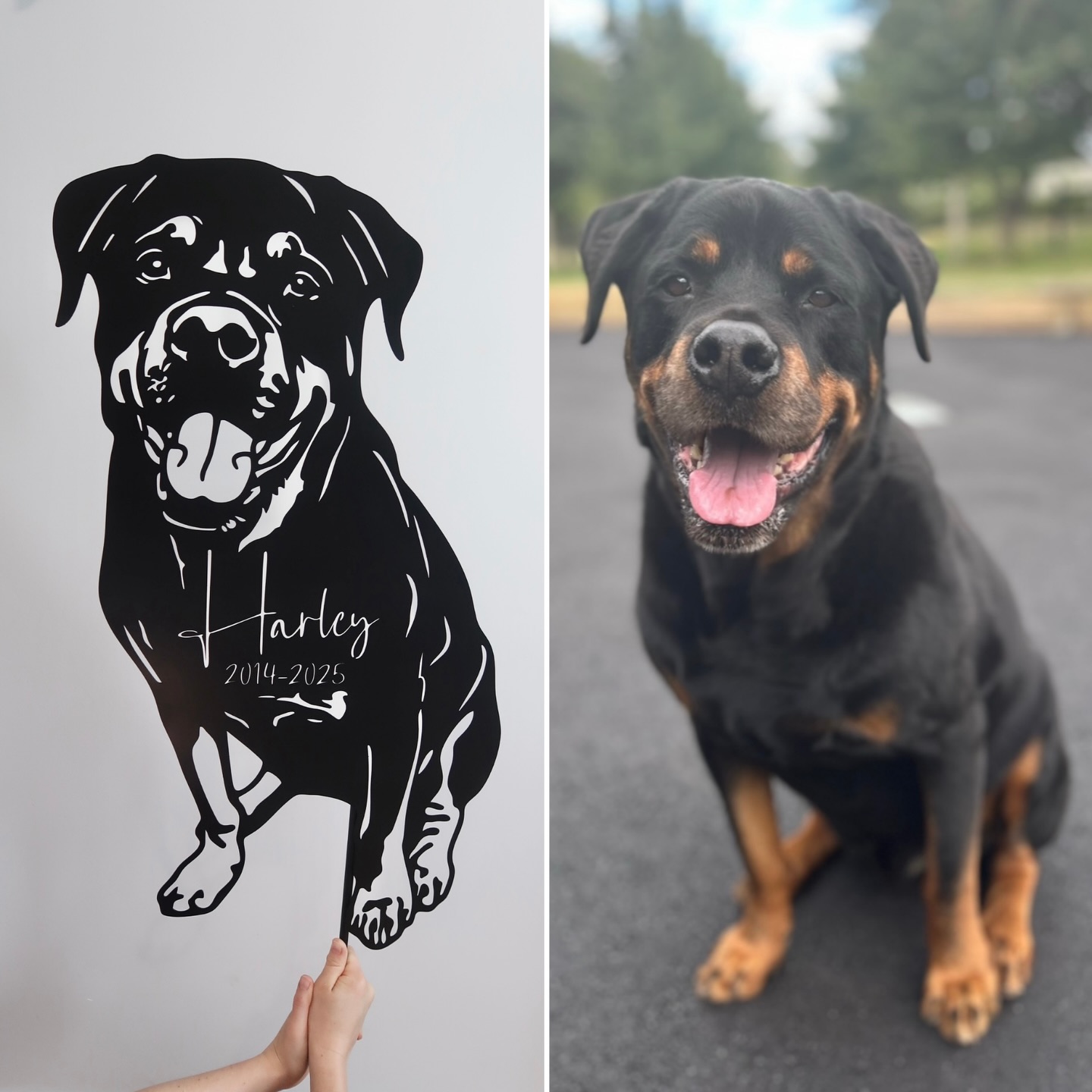 Every From Photo piece begins with a single image, but it’s the detail within that image that guides the design.
With Harley’s memorial, careful attention was given to his markings. The placement of his tan fur patches played an important role in shaping the design, with those lighter areas thoughtfully translated into cut-out sections to create depth, contrast, and balance. These details help bring dimension to the piece, allowing it to feel layered and true, rather than flat or generic.
And then there’s that smile ☺️ Impossible to ignore, and just as impossible not to include. Harley’s expression became a key focal point of his keepsake, capturing the warmth and joy so clearly felt by those who loved him.
Our aim is always to create something that feels familiar. A piece that doesn’t just resemble a dog, but reflects their dog.
We’re honoured to have been chosen by Harley’s family to create this beautiful memorial in his honour 🤍
#custommade #petmemorial #metalgardenart #miacooperandco