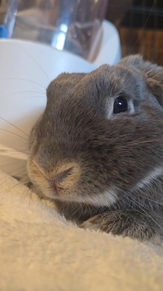 Last minute grooming for lovely Lucy, the spicy gorgeous girl is going to her home, her family is kissing her a lot, and we will miss her heaps for sure, till next time sweet baby girl 🐰♥️
#thecoolbunnysitters #petsitting #bunnysitting #rabbitsitting #bunny