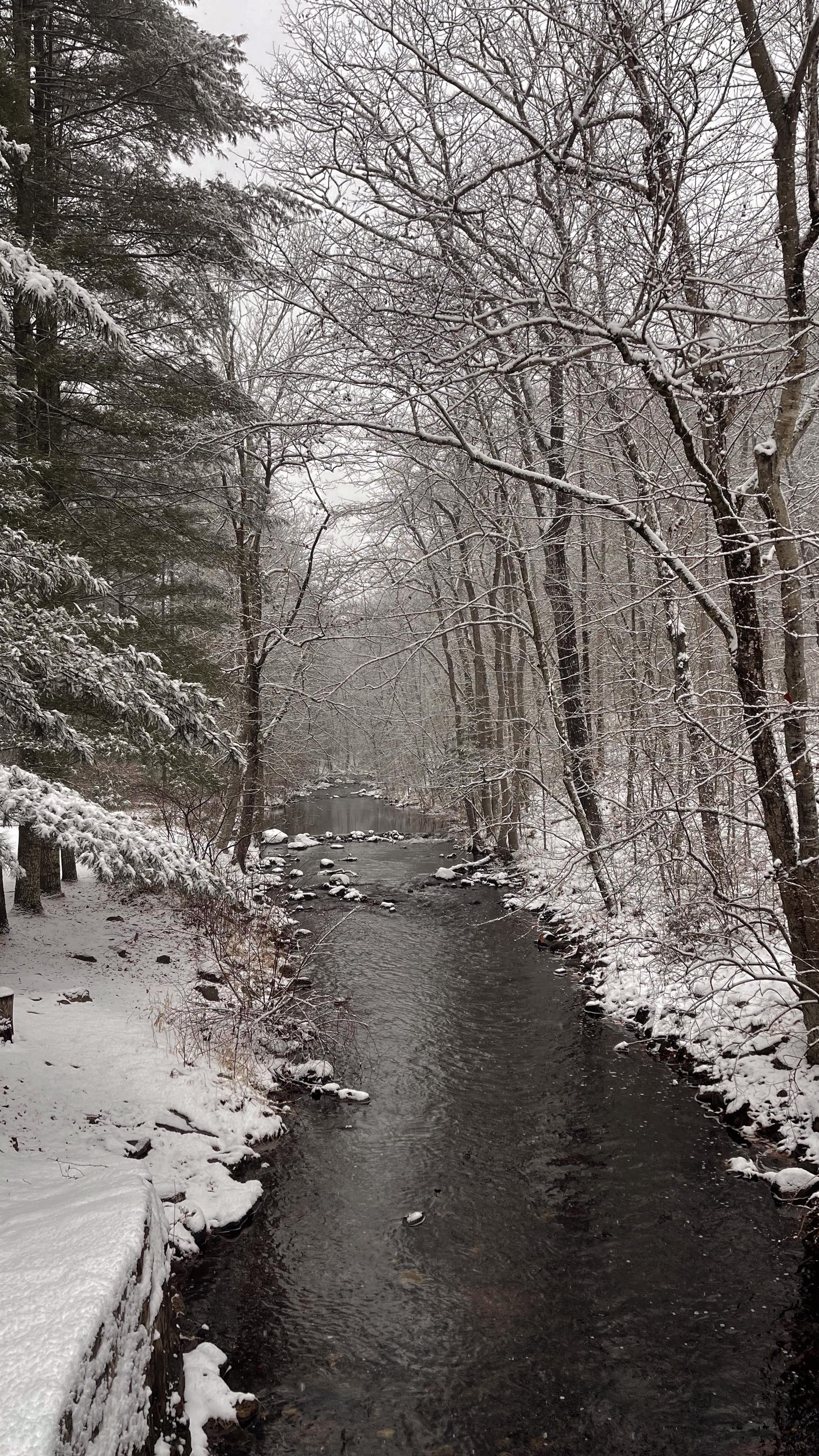 Sundays stroll in the blustery woods