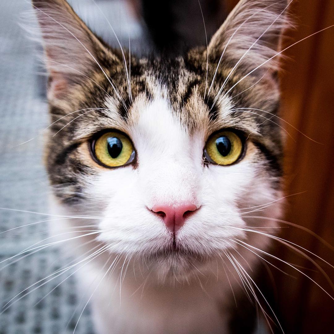 Cat portraits is my specialty 😹
#cat #mainecoon #animal #cute #portrait #cats #catsofinstagram