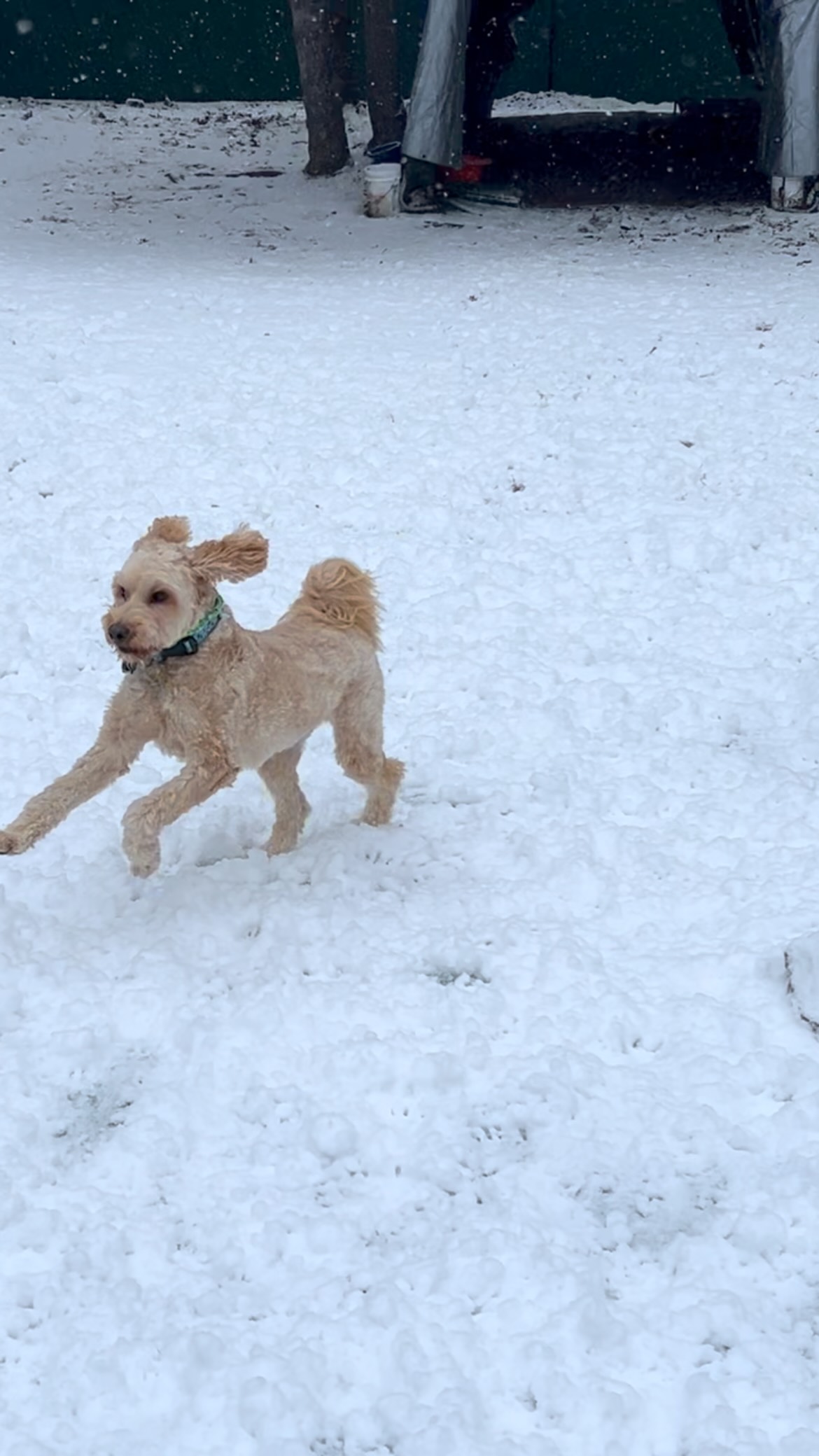 Dogs know happy all the time 😁🤘🐶