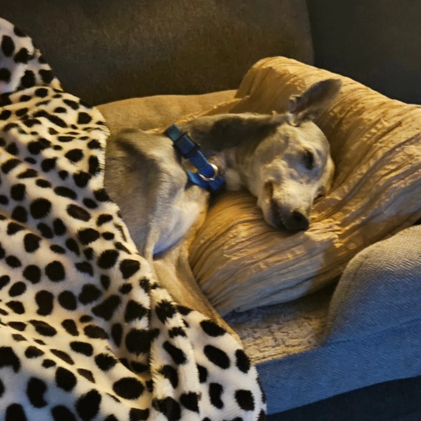 Have a visual representation of how I'll sleep tonight now that my bearings are clean and my cushions have been replaced on my skates!
Tonight, we stayed off skates and had a little follow along skate maintenance session. Loads of smart questions were asked, and everyone left clued up on what's required for basic skate maintenance.
I *think* they found it useful..? 😁
Join us back on skates next Tuesday on our ad hoc skills and agility session for a deep dive into weaving or any Thursday for a sweat fest!
Www.skatefitness.co.uk to book your slot
Tuesdays are ace 👌
#skatefitness ##fitnesscanbefun #swansea #rollerskating #learntoskate #foundationcourse #skatemaintenance