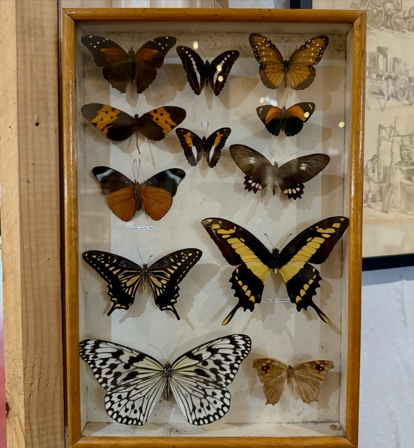 This beautiful entomological collection showcases a stunning variety of butterfly specimens.
They have each been carefully mounted together and framed to celebrate their natural colour, form, and symmetry.
A striking blend of natural history and decorative art, this piece brings character and elegance into any space – perfect for feature walls, curated interiors, or collectors of unique décor.
Available in-store now from @retrovation
#ButterflyEnthusiast #EntomologyDecor #NaturalHistoryArt #StatementInteriors #VintageStyle ButterflyCollection CuratedInteriors AntiqueVillage UniqueHomeDecor
Visit us Monday to Saturday from 10-4 to find your next treasure.
AntiqueVillage butterfly InteriorInspo UniqueFinds collector
www.theantiquevillage.co.uk