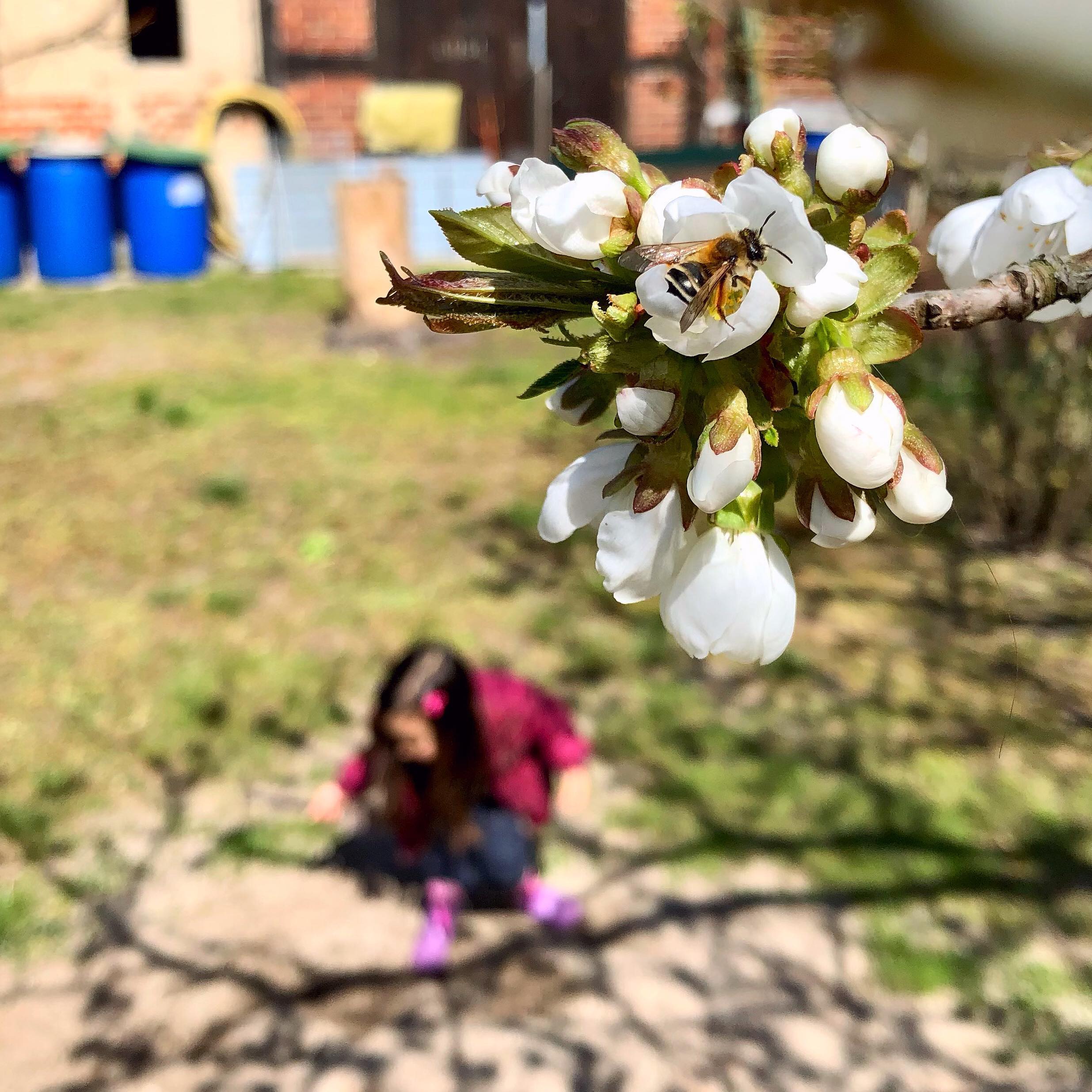 Throwback Ostern 2022 (morgen vor zwei Jahren): Mein Kind hatte reichlich Ostereier, Süßigkeiten und Spielsachen gesammelt, aber am glücklichsten war sie, als sie anschließend in Ruhe mit Wasser und Schaufel im Sand spielen konnte… Es braucht soooo wenig… Ein summendes Bienchen im gerade aufblühenden Kirschzweig, Sonnenschein und ein paar zwitschernde Vögel und die Welt ist schön… 🌸🐝☀️
.
.
#diekleinendingeimlebendieglücklichmachen #diekleinendinge #iliketheflowers #springlovers #esbrauchtnichtvielumglücklichzusein #matschenistschön #thingsthatreallymakemehappy #happylittlebee #beesinthegarden #beeinthecherrytree #cherryblossoms #kirschblütenduft #kirschblüten #toddlerinthegarden #toddlerslife #whatwereallyneed #osternmalanders #leichtesgepäck #madworld