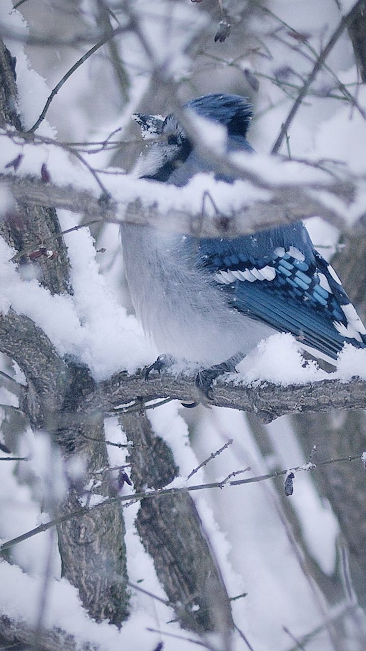 Have you seen a Blue Jay eat snow before? 🤔