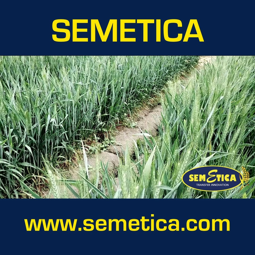 🌾 La filosofia SEMETICA: tradizione agricola, ricerca e innovazione
In SEMETICA crediamo che il futuro dell’agricoltura nasca dall’incontro tra competenza, ricerca avanzata e ascolto costante degli agricoltori.
La nostra missione è semplice e ambiziosa: produrre sementi di altissima qualità, capaci di garantire produttività, stabilità e sostenibilità in un settore in continua evoluzione.
Ogni varietà nasce da un percorso preciso:
✔️ Ricerca genetica evoluta e selezione rigorosa
✔️ Test agronomici sul territorio per offrire varietà realmente adatte ai diversi ambienti
✔️ Controlli di filiera che assicurano purezza, qualità e massima affidabilità
✔️ Supporto tecnico continuo, al fianco dell’agricoltore, dalla semina alla raccolta
Scopri di più: www.semetica.it
CATALOGO 2025 👉 https://lc.cx/os7kBN
#Semetica #Mission #FilosofiaAziendale #Agricoltura #Innovazione #Cereali #Foraggere #Campagna2025 #SementiItaliane