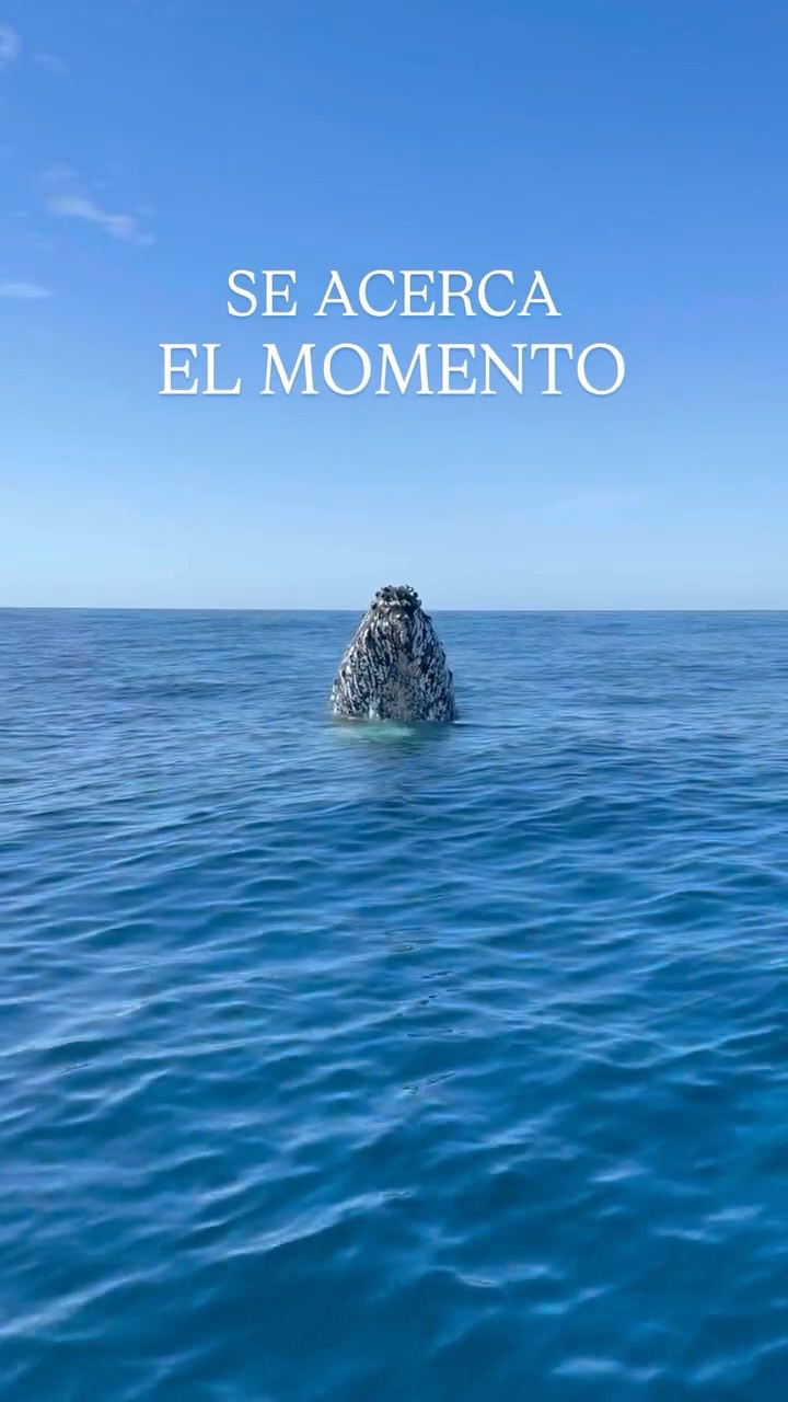 Cada día estamos más cerca del 15 de diciembre, ¡el inicio de la temporada de ballenas! 🐋✨
Pronto volveremos a vivir esos momentos que se quedan grabados para siempre: el primer soplo del tour, algún salto inesperado, la emoción después de ver algo tan inmenso y bello.
Para quienes nos acompañaron la temporada pasada… 👉🏻 ¿Qué es lo que más recuerdan de su experiencia con Proyecto Cetáceo?
— ENG —
Every day we are closer to December 15, the start of whale season! 🐋✨
Soon we will once again experience those moments that remain etched in our memories forever: the first blow of the tour, an unexpected jump, the excitement after seeing something so immense and beautiful.
For those who joined us last season... 👉🏻 What do you remember most about your experience with Proyecto Cetáceo?
-
-
-
-
-
#whalewatching #savethewhales #oceanconservation #whalelove #whaleadventures #whaleresearch #marinewildlife #cetaceanweek #whalejourney #whalemigration #ecotravel #sustainabletourism #wildlifetours #naturelovers #ecoadventures #travelwithpurpose #wildlifeconservation #sustainabletravel #visitmexico #explorebaja #bajacaliforniasur #mexicanadventures #loretomexico #bajaexpedition #protectouroceans #marinebiology #oceanlovers #blueplanet #oceanlife #marineecosystem