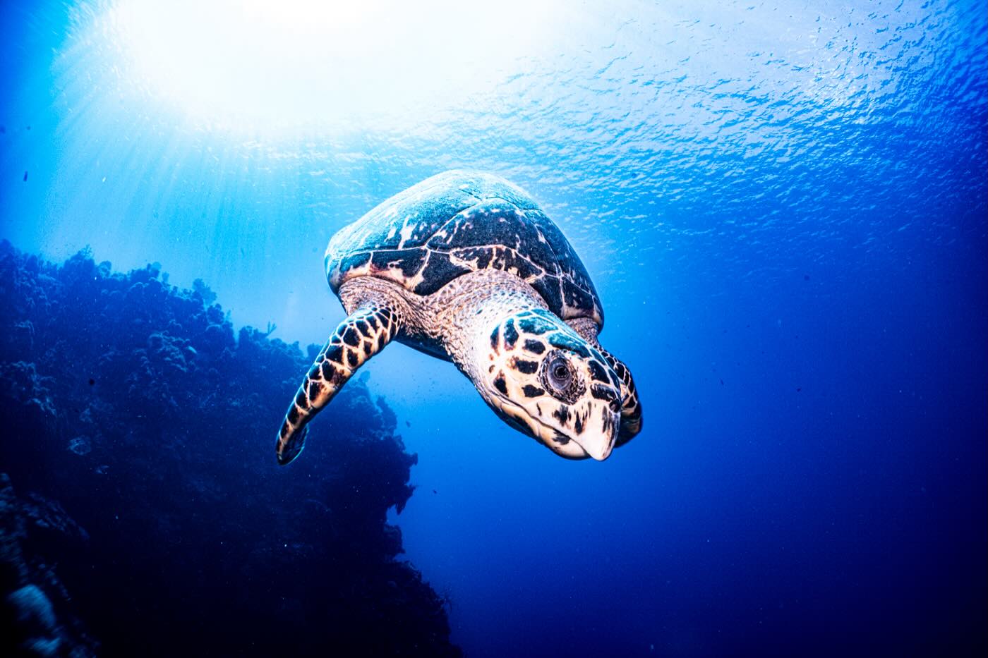 Check out subsurfaceveterans.com to see our upcoming dives. It’s first come first serve on signup. Veterans dive free. Civilians is a 300$ donation to SSV. @jsamuel215 @brunoraschio @sfupsclub This photo placed 3rd in master for month of Jan. #veteran #scuba #therapy #nauticam