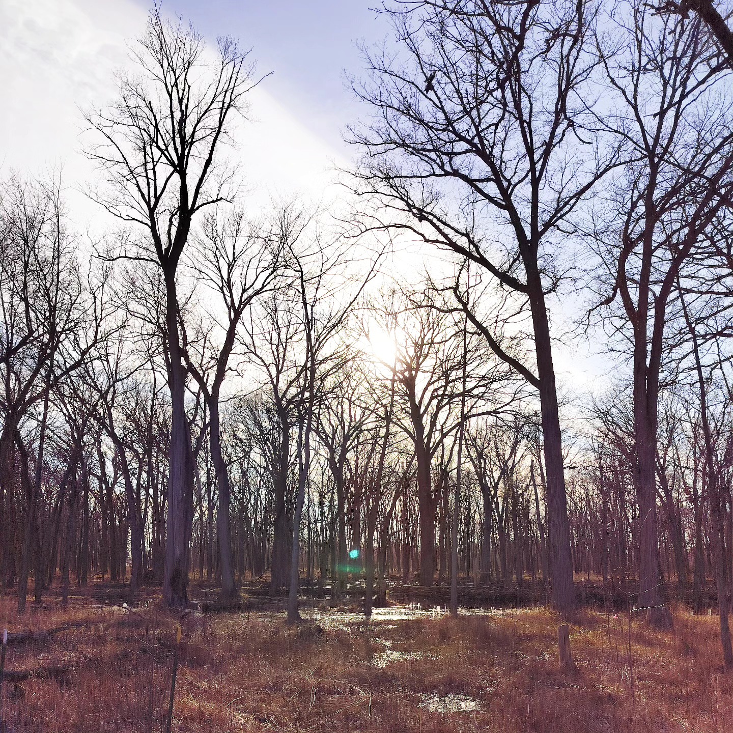 Tuesday Moment of Zen. A Haiku.
To stalk the wood ducks
On a bed of crisp oak leaves
One must be quiet
Peace, y'all.