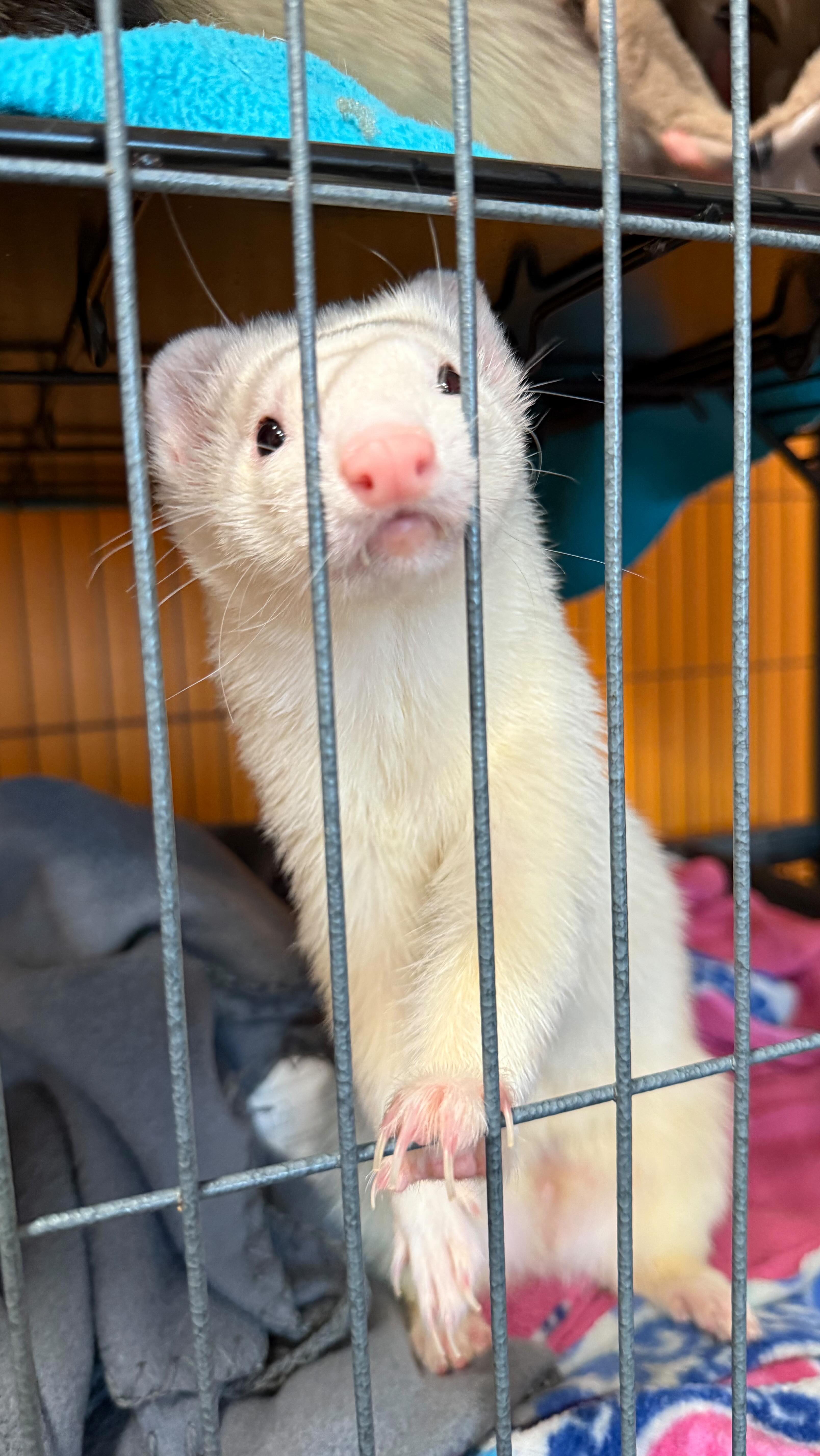 Morning reset with me!! 🧼
#morningreset #morningroutines #ferrets #ferretboarding #petboarding