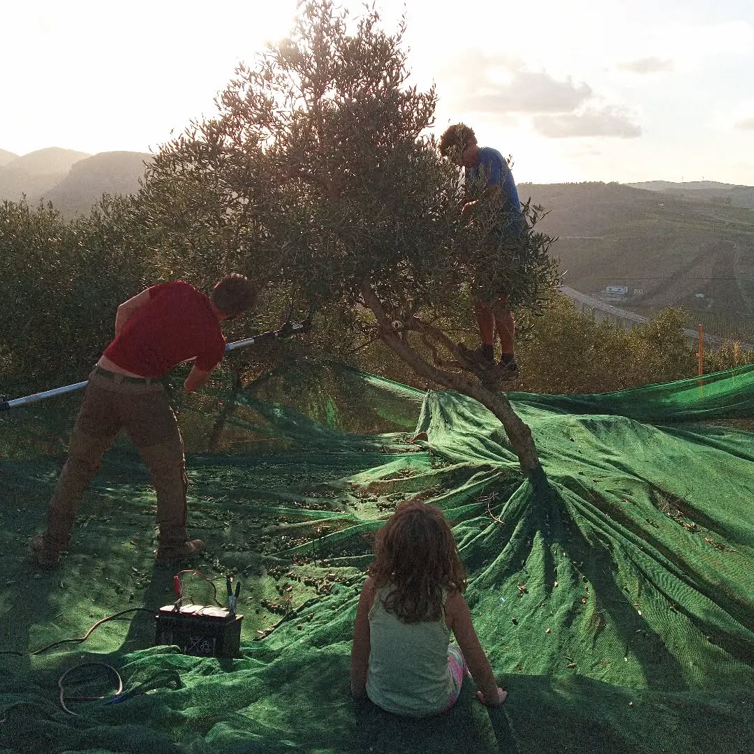 Magic olives! #boscoemma #saturdayfamilyday #oliveoil #olioevo