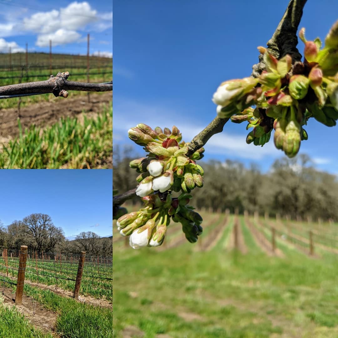 Enjoying the beauty of this fine spring day.
.
.
.
#yamhillcarltonava #pinotnoir #oregonfarmers #oregonpinot #oregonviticulture #bishopscottranch #farmlife #vineyardlife #viticulture