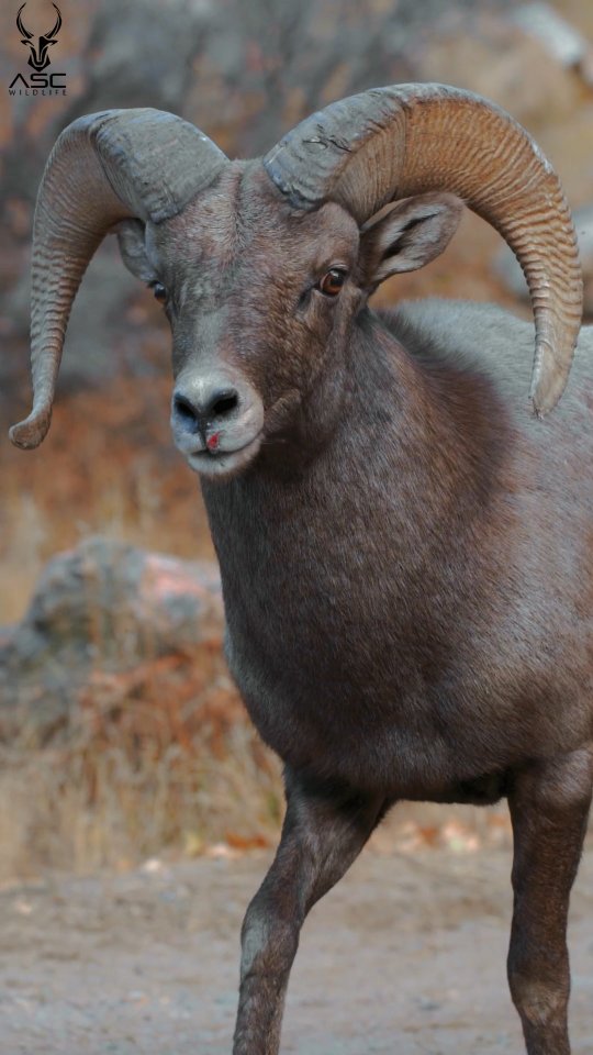 Bighorn sheep Ram coming right at ya! The Sheep rut is always fun and exciting to watch.. you never know what's going to happen. Looks like this guy got in a little fight and busted his lip, but it's not slowing him down.
Hope you enjoy and follow along for more wild adventures.
@ascwildlife
.
.
.
#wildlifephotography #bighornsheep #colorado #ram