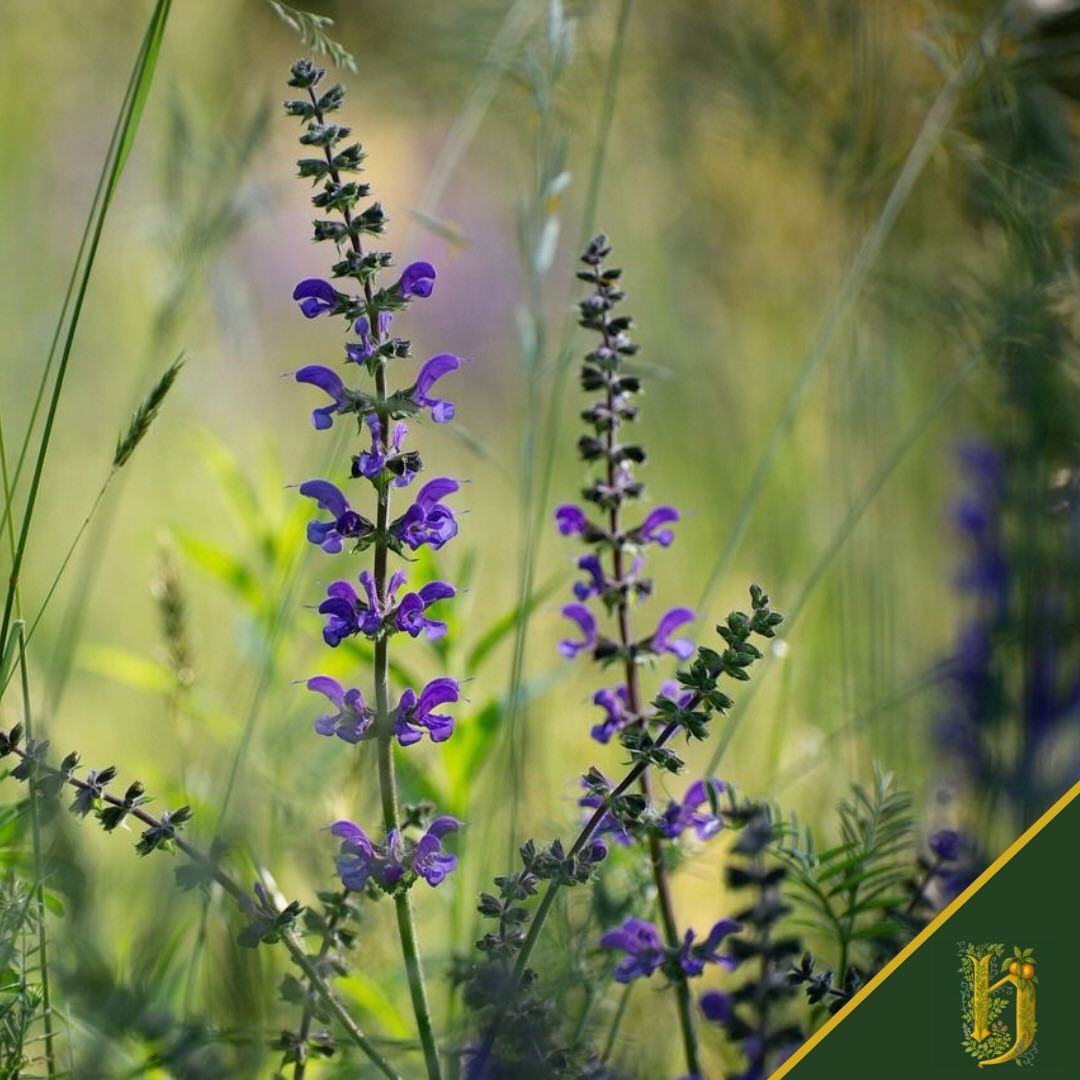 4 - SALVIA SCLAREA
Salvia sclarea
La chiamano anche “erba moscatella”.
Cresce alta, orgogliosa, con fiori viola che sembrano piccole torri.
Aromatica. Muschiata. Quasi inebriante.
In Herbarium è la botanica più caratteriale:
→ Note terrose e selvatiche
→ Un tocco di mistero
→ Quella complessità che ti fa tornare al bicchiere
Non è una botanica facile.
Ma è quella che fa la differenza.
Quella che trasforma un buon vermouth in qualcosa di unico.
4 di 7 botaniche friulane.
Ognuna ha il suo ruolo. Ognuna è insostituibile.
💜 Herbarium
#SalviaSclarea #VermouthArtigianale #Herbarium #BotanicheFriulane #Complessità