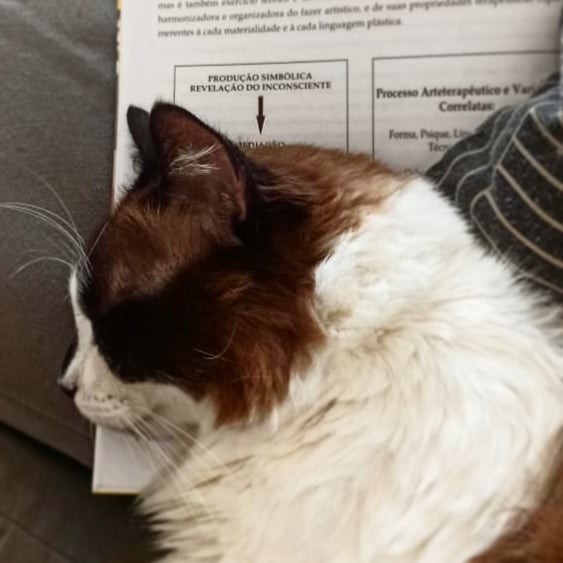 Produção Simbólica na prática! Kkk
Melhor lugar para o sonhinho: nos livros.
#psicologia #psicologiaanalitica #arteterapia #gatos