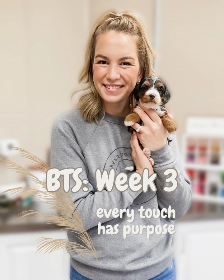 We arenโt just holding puppies.
The 10-step gentle daily handling techniques we do are designed to help puppies feel safe, regulated, and confident with human touch from the very beginning. Each step supports early nervous system development and teaches these pups that hands are calm, predictable, and kind.
These small moments lay the groundwork for grooming, vet visits, and life with their future families long before they ever go home ๐พ