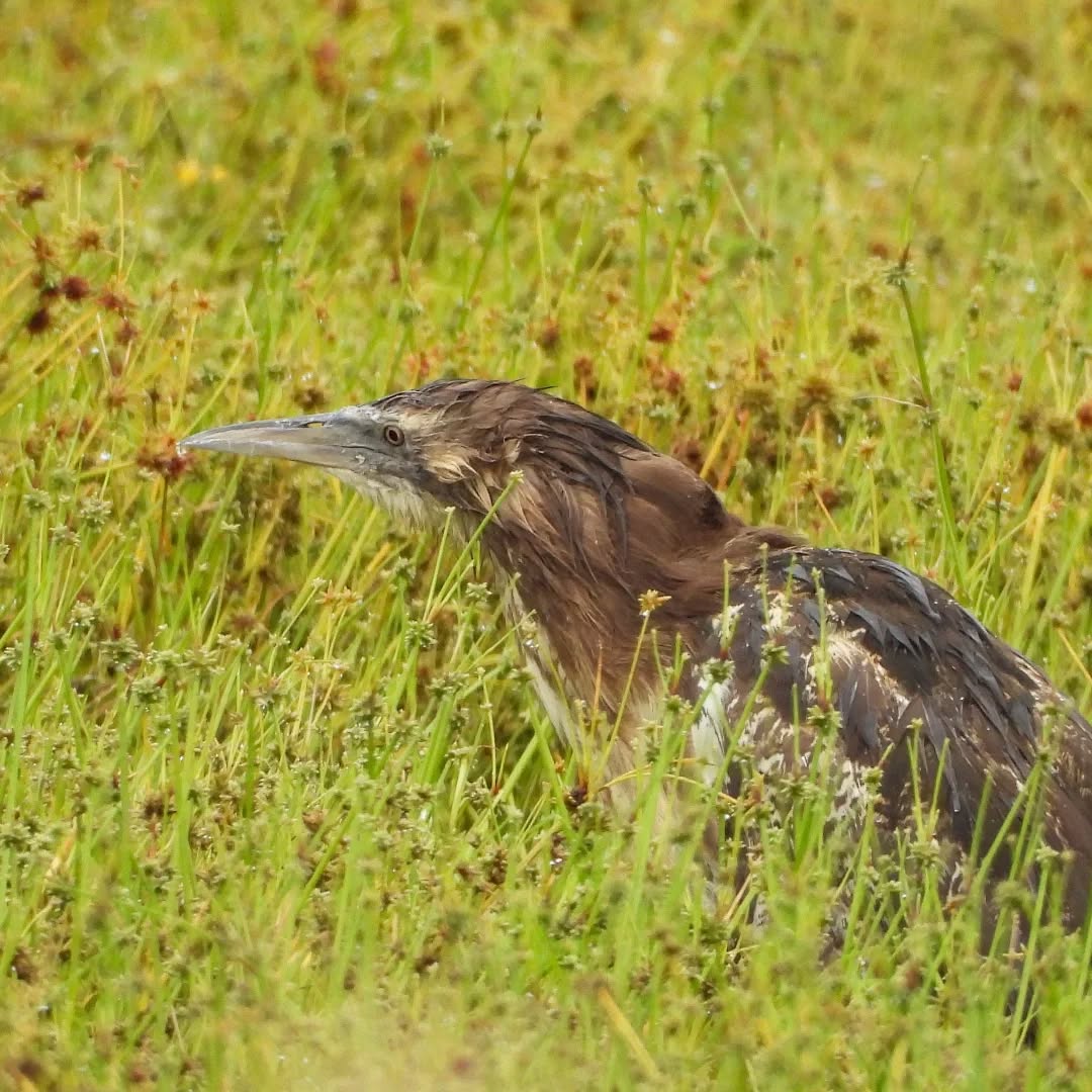 Bittern, on the hunt in the rain.
#karameabittern #Karamea #Matuku-hūrepo #karameawild