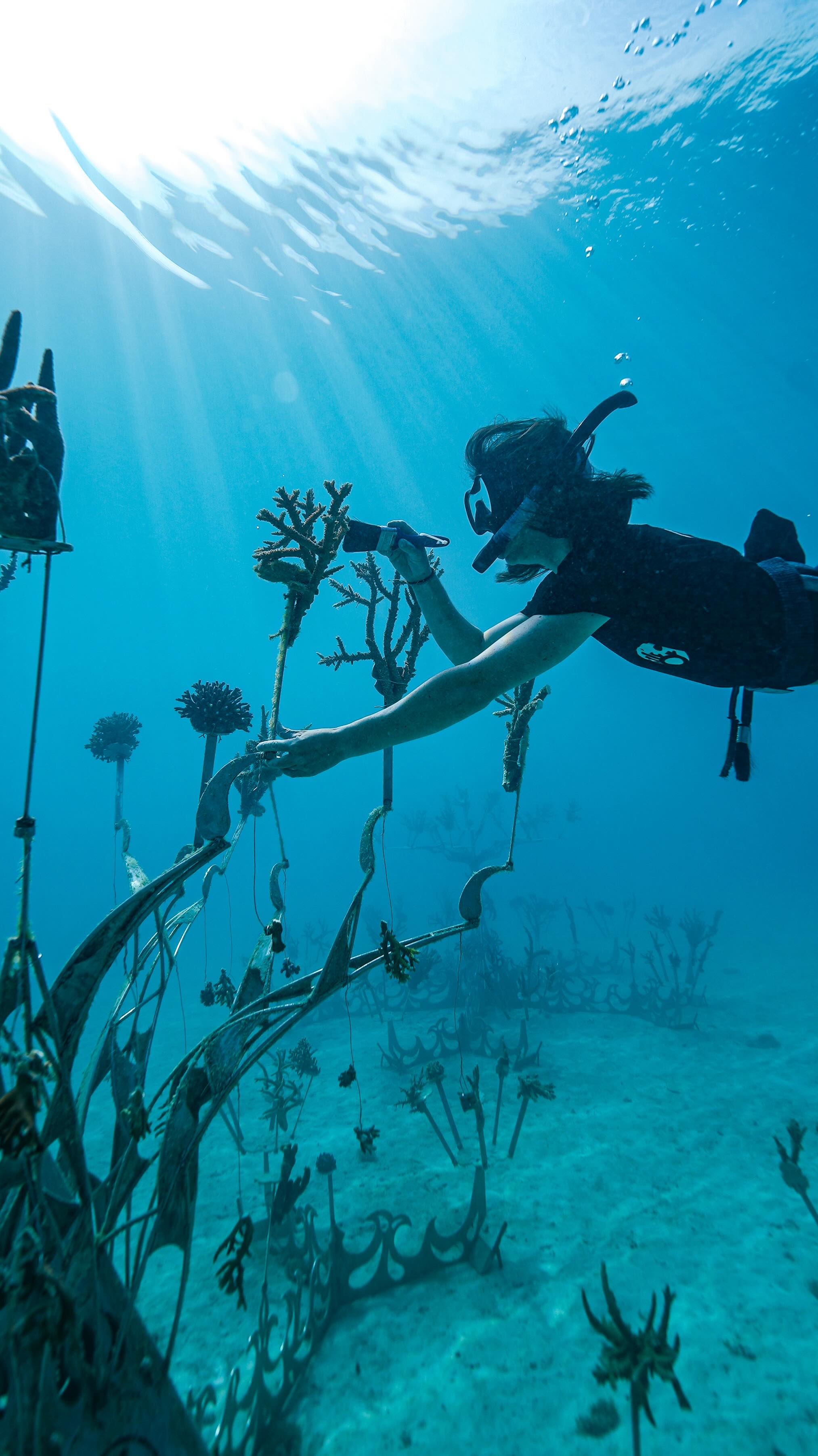 Reef restoration, from above @castawayislandfiji