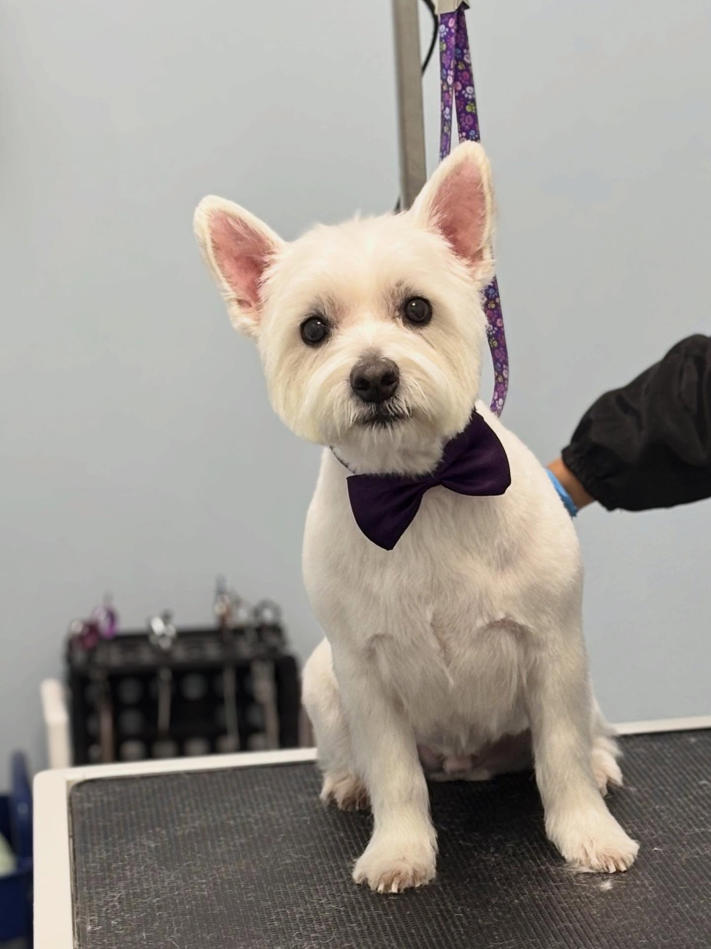 Finn ears up or down 🤔😍
#westie #doglover #doggroomingsalon #westiesofinstagram #petlovers