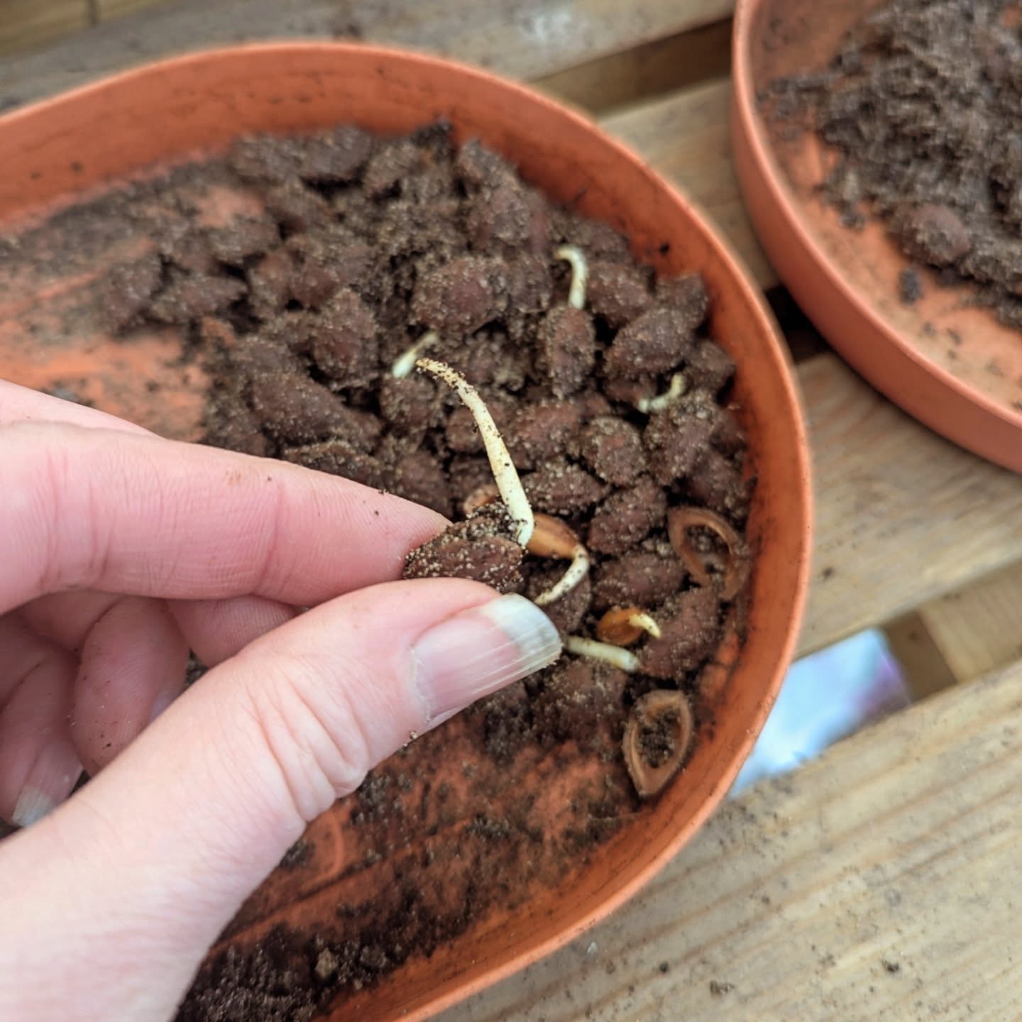 Lovely hour sowing our Cherry Plum seeds. They would normally stay in the fridge longer, but they had started germinating already - so the best thing to do is sow them before the roots get too long and tricky to plant.
These seeds came from a tree in Monkton Park - really tasty fruits, and being local these seeds should produce trees perfectly adapted for our area.
These will grow in our polytunnel over winter, then go into our community tree nursery.
We also measured up for our long awaited brassica cage - we hope to get it built ready for the growing season 💚
#nativetrees #wiltshire #wiltshirefruit #growlocal #communitytrees #communitygarden