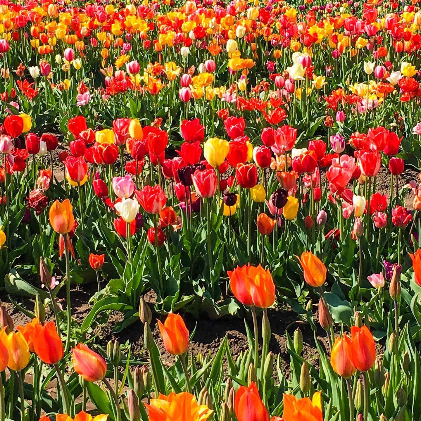 No, this is not a tulip field in the Netherlands, but it is one from the Holland that Ashley and I grew up in. Our hometown just finished its week-and-a-half long tulip festival, but the tulips are still blooming!
*
*
We’ve both had a couple major life changes recently, but we hope to get back to blogging soon! Stay tuned!