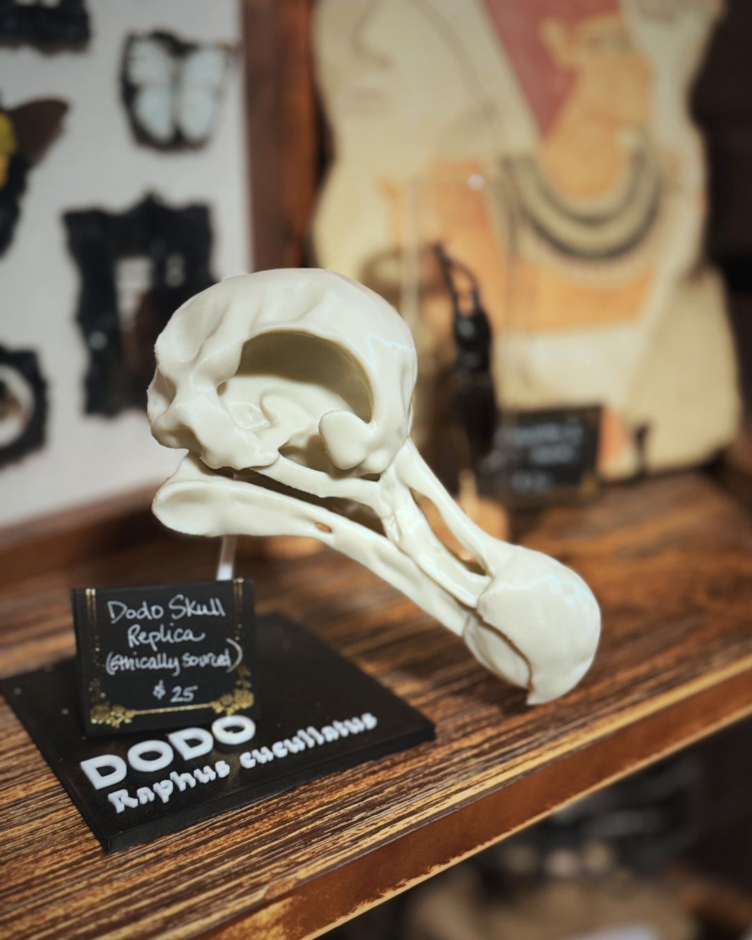 Whether they’re printed or real - all of our bones are ethically-sourced! #skull #boneart #oddities #uniquegifts #supportartists