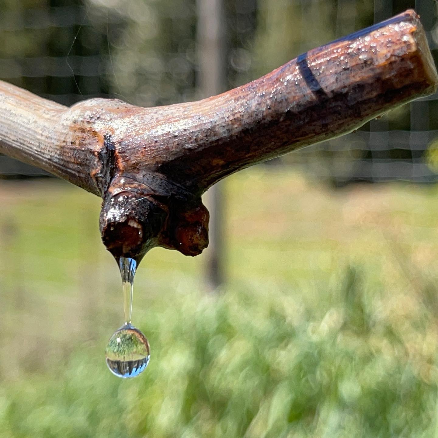 #piantodellavite e la stagione 2021 sta iniziando anche in #toscana