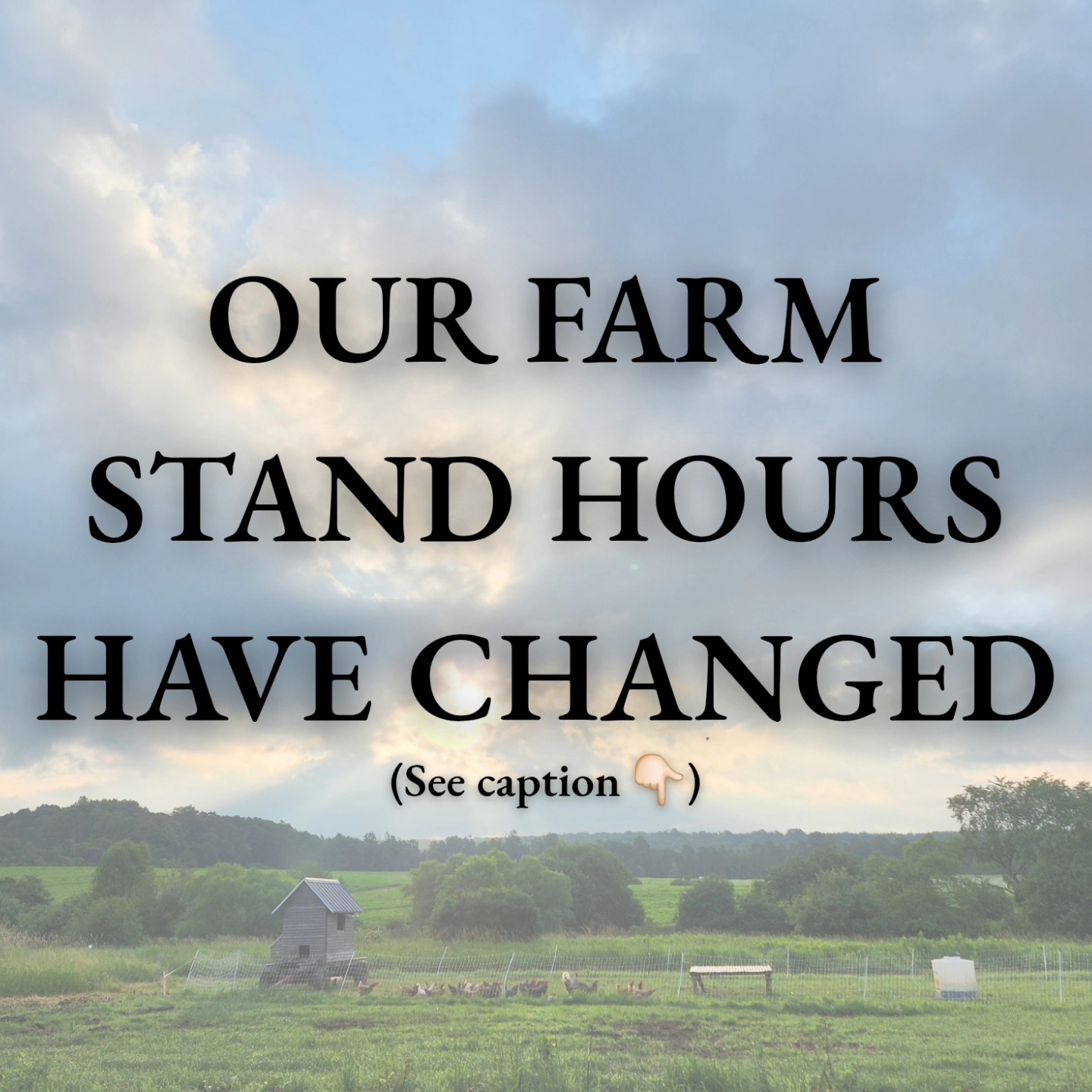 We've pared our farm stand hours down to SATURDAYS ONLY.
As it turns out, managing a multi-enterprise farm, a household filled with children, and a marketing outlet is a huge undertaking. We've decided to press the easy(ish) button and consolidate our market day to Saturday from 8 AM until 1 PM.
As highlighted in today's Harvest Report email, our neighboring farm stands are also open on Saturdays, so you'll still be able to take advantage of the thriving agricultural scene up here at the north end of the lake!
Want to get in on the Harvest Report? Subscribe at the link in our bio!