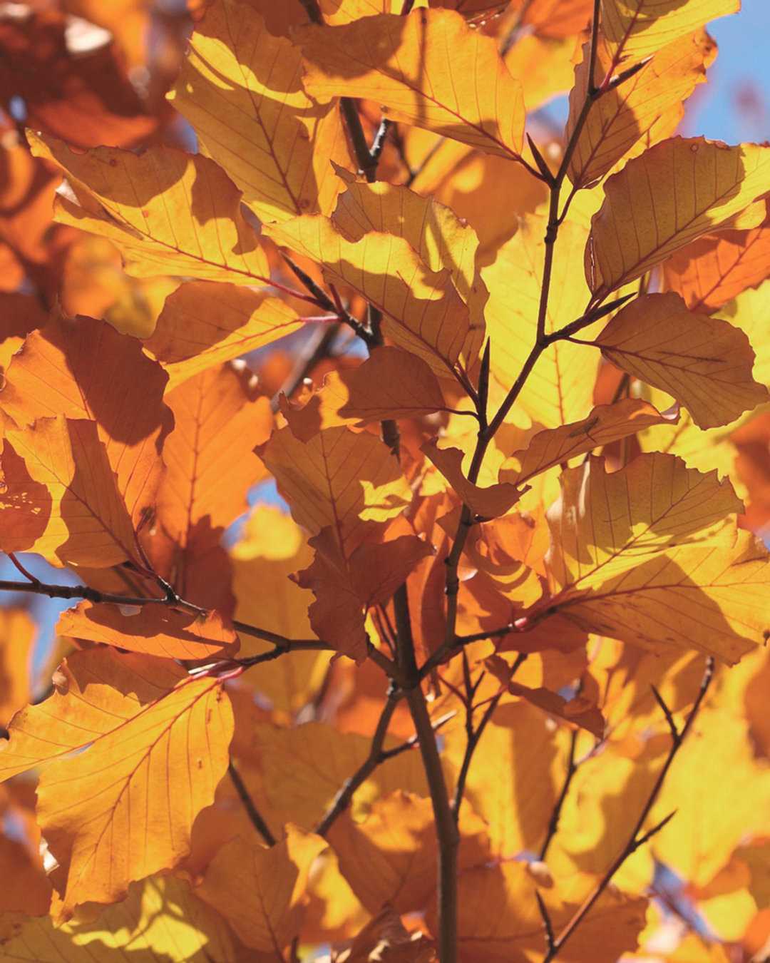 New Blog Post: FALL...In Love Again. To read more go to: www.yhmmatters.com.
#yhmm #fallinlove #marriagematters #makethetime