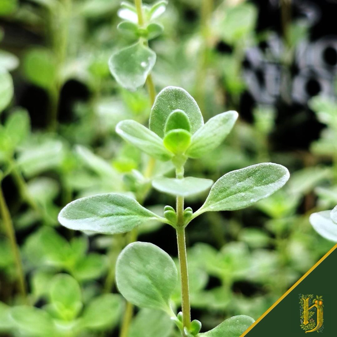 3 - MAGGIORANA
Origanum majorana
La sorella gentile dell’origano.
Più delicata. Più dolce. Più segreta.
Cresce spontanea
dove il sole batte forte e la terra sa di pietra.
In Herbarium porta:
👉🏻Rotondità al palato
👉🏻Una nota speziata che non brucia
👉🏻Un abbraccio caldo che bilancia l’amaro
È la botanica della misura.
Quella che non vedi, ma senti.
Quella che tiene insieme tutto il resto.
3 di 7 botaniche friulane.
Ognuna ha il suo ruolo. Ognuna è insostituibile.
🍃 Herbarium
#Maggiorana #VermouthNaturale #Herbarium #Friuli #lacricca