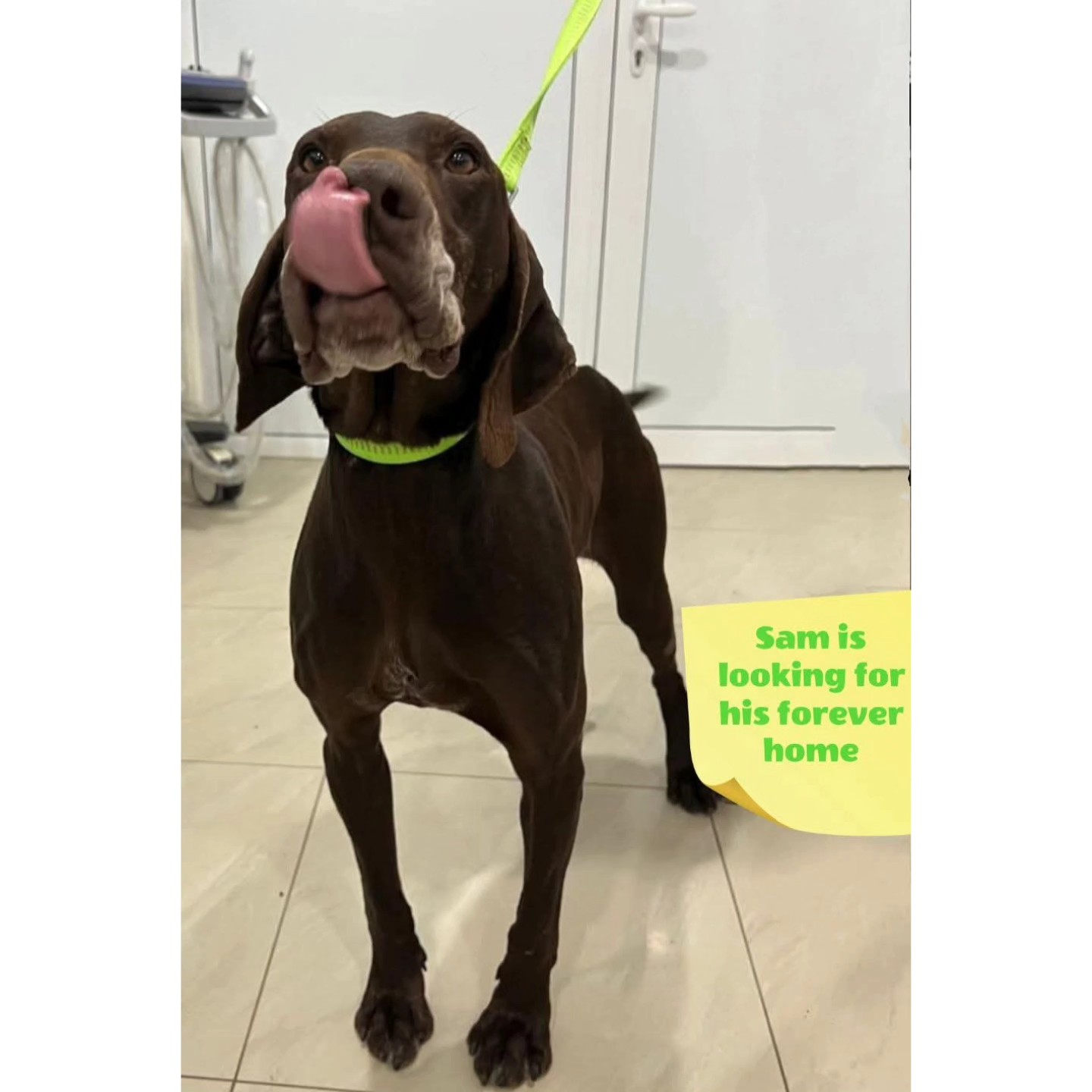 We want to thank you for your contribution
💖🐾Minette Jacobs
€25,65
💖🐾Joop and Riet Priem
€5,13
💖🐾Y Rossien (for Mona)
€75,00
💖🐾DebbieJonkhart
€7,68
💖🐾 P.E Beerman de Man
€25,00
💖🐾E.M.P van Aarle
€20,00
💖🐾Rene Neuburger
€30,00
💖🐾S. Schavemaker
€10,00
💖🐾Nelly Mahu
€15,00
💖🐾Noortje Noordermeer
€15,00
💖🐾J.J. Pieterse
€10,00
💖🐾Peter & Anja Van Rillaer -Houblon
€25,00
💖🐾Jacqueline Ritzen
€10,00
💖🐾MC Klok
€5,00
💖🐾Rahni Van der Schot
€10,26
💖🐾Saskia Kroep
€10,24
💖🐾Kees Visser
€10,24
💖🐾Janka Noordzij
€5,12
💖🐾Astrid Koopman-Blom
€25,59
💖🐾Linda Lispet
€10,29
💖🐾Steffi Albruschat
€29,59
💖🐾Nienke Liebe
€10,00
💖🐾Laura Wijts hondenuitlaatservice de Bollenstreek
€10,25
💖🐾Karin Heymen
€15,13
💖🐾Solvis
€20,00
💖🐾Vanja Boltek
€10,66
Thank you very much for your wholehearted support💝
Contact via email: gsprescuehr@gmail.com
Website: https://www.gsprescuehr.com/nl/contact.
#dontshopadopt#gspoftheday #gspcommunity#germanshorthairedpointerlovers #germanshorthairedpointerlovers #pointerlovers #gspcommunity #pointerlove #germanshorthairedpointer #birddog #pointersofinstagram #gsprescue #gspworld #gsp #gsplife #gsploverig #gsplovers #gspsofinstagram #gspuniverse @lydia_lidach #rescuedog #rescuedogsofinstagram #rescuedismyfavoritebreed#deutschkurzhaar