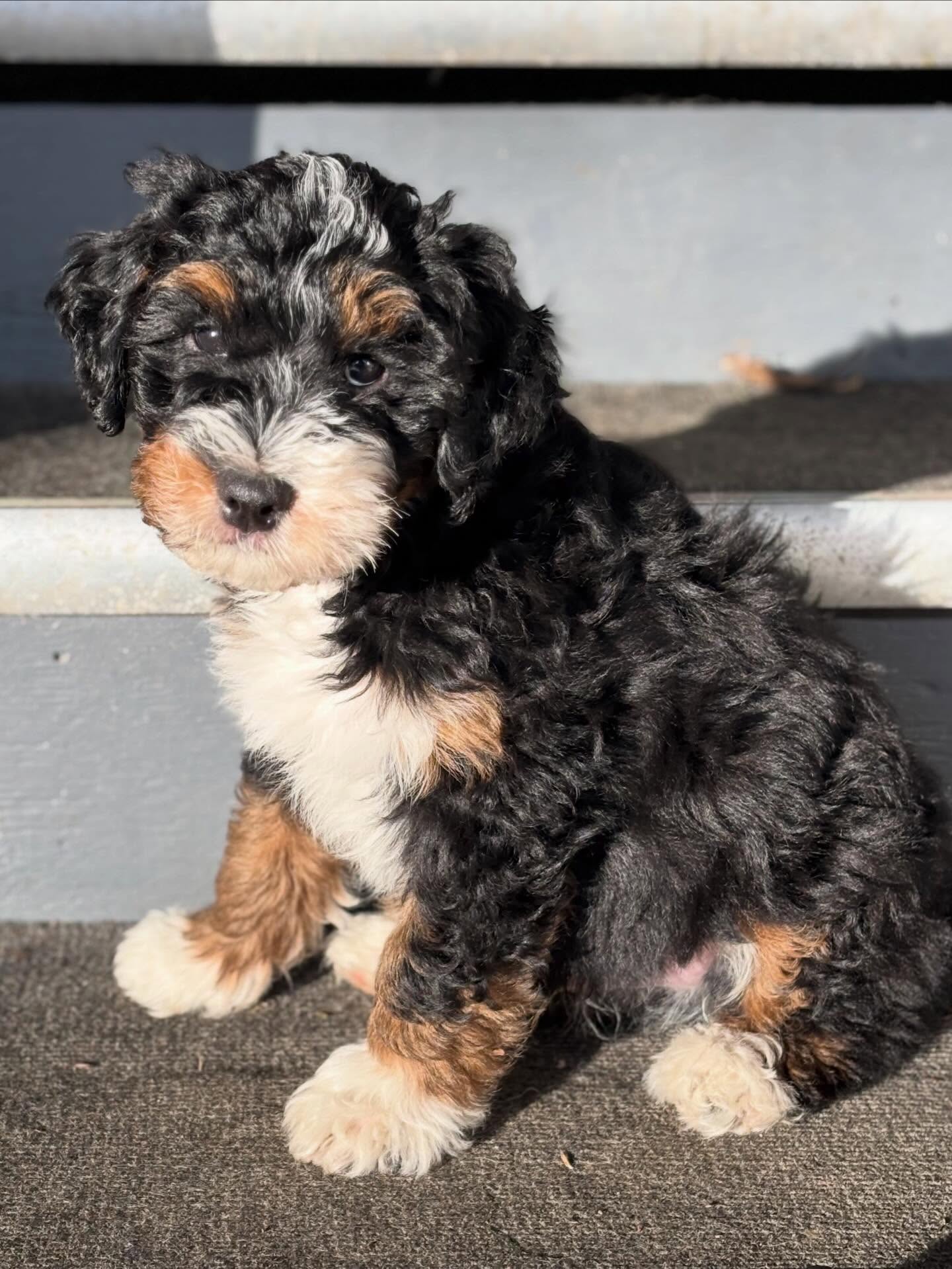 *update: little man has found his people*
Looking for a guardian family for this sweet little Aussie mountain doodle boy. Basil has an allergy friendly, gorgeous tricolour coat. He’s a middle of the road boy so will do well with any family.
Check out the website for details about our guardian program. Must live within 40mins of Deroche, BC. Preferably Mission or Agassiz. Please fill out a puppy application and mention you’re interested in guardianship for this little man.