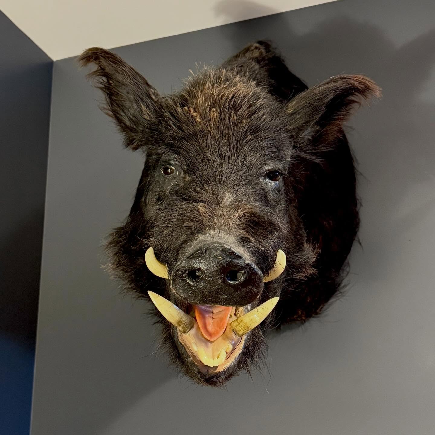 We hung the Boar’s head 🐗🐗🐗
#boar #taxidermy #horror #creepy #🐗