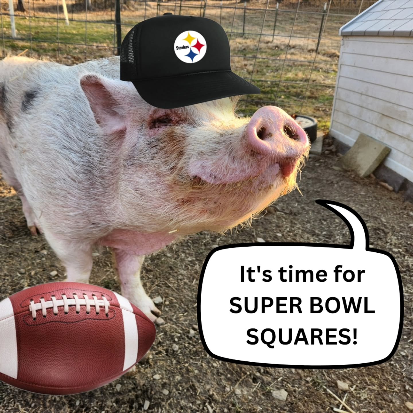 It's time for SUPER BOWL SQUARES! Help us cover this month's straw bill and get a chance to win some cash. And what's more perfect than a game of chance with your favorite football-themed pig rescue? 🏈🐷
HOW IT WORKS: Supporters donate to claim one or more squares on a 10×10 grid. Each square is a chance to win $ based on the score at the end of each quarter. Each square represents a unique combination of the last digit (0–9) of each team’s score. Squares are filled at random. After all the squares are claimed, or noon EST the day-of, grid numbers (0–9) are randomly assigned using a random number generator (to keep things fair!) and posted on our social media.
WINNERS: Winners are determined by the last digit of each team’s score at the end of each quarter. Each quarter pays out $250. Overtime (if played) counts toward the final score only. If a square is unclaimed, the payout for that quarter goes to our rescue.
HOW TO DONATE ($20/square):
🐷 bit.ly/supportPSR
🐽 Venmo @pigsburghsquealers
🐽 Zelle Pigsburghsquealers
🐽 PayPal (fee) paypal.me/pigsburghsquealers
🐽 CashApp $PigsburghSquealers
Good luck!