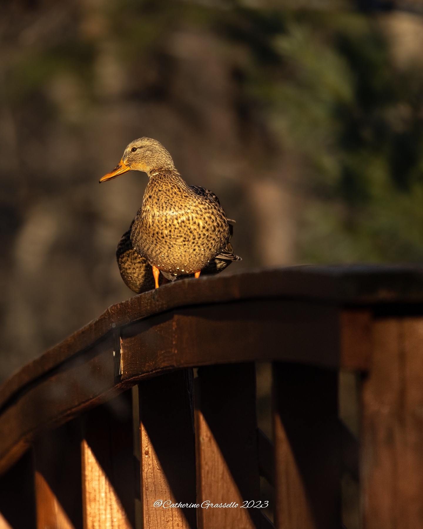 Mallard on the Red Bridge. Horn Pond.01.02.2024