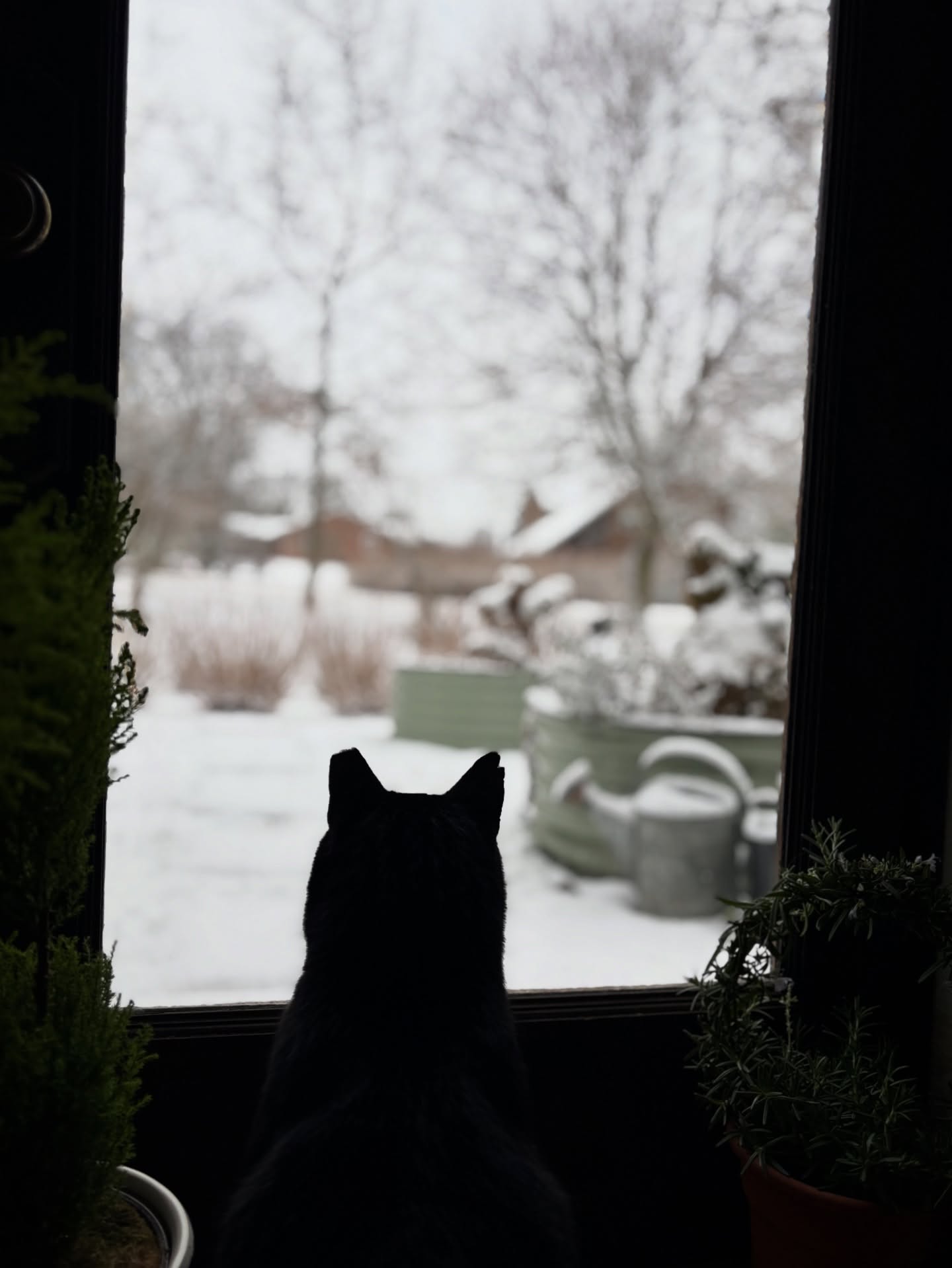 Inside, Outside. Wallace watches the snow. His life of weathering the weather has been replaced with warm heated sleep pads, snuggles on the sofa and kind kitty companions.