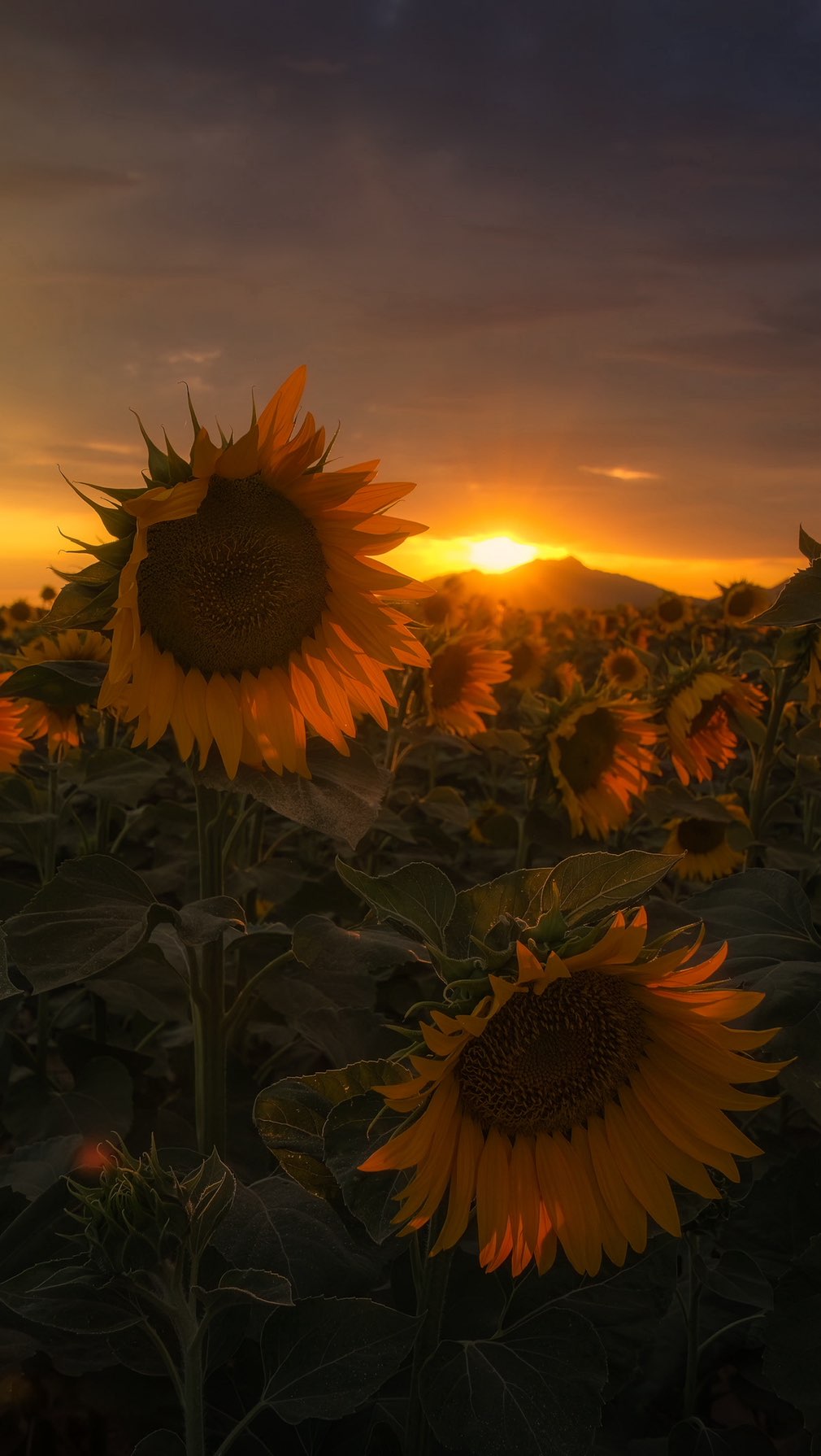 I knew sunflowers were my fave for a reason. ๐ป๐
Share if you love sunflowers too! ๐
#sunflower #sunflowers #sunflowerlove #sunflowertheory