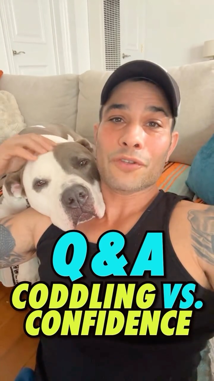 For training in LA & NY👆 Hit us up!
#dogtraining #dogs #dogmom #dogdad