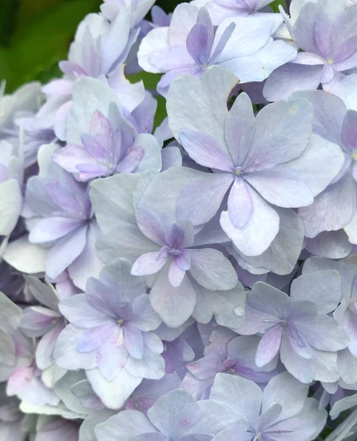 Stunning and unique blooms!