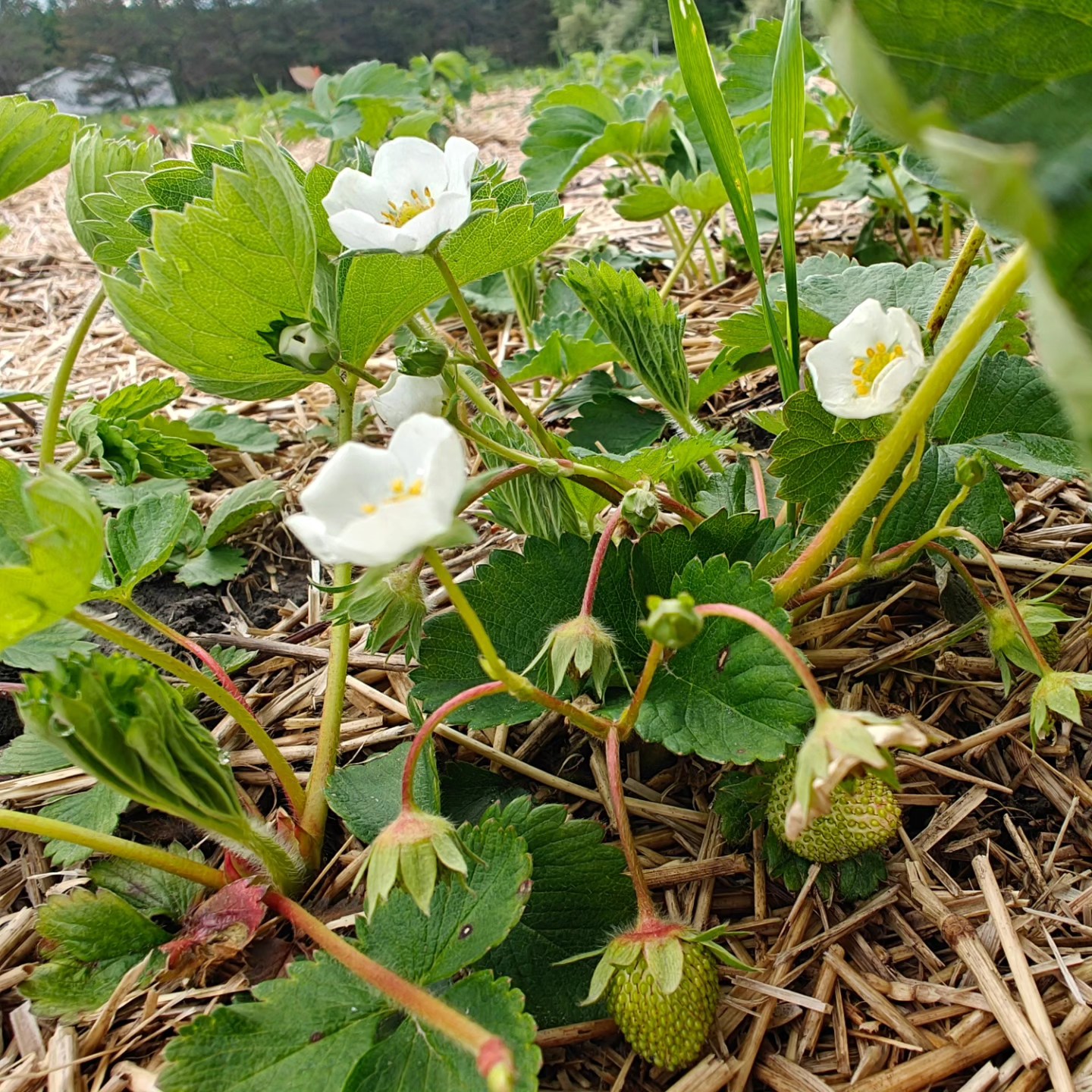 ๐๐ฎLots of flowers and tiny little green berries! ๐ Eeeeeek! We are so excited to have you join us for strawberry season around mid-June!
Also, stay tuned.... tomorrow we're going to announce how you could win free strawberries!!!!
#birchfieldfarms #michiganstrawberries
#strawberrylove #surprisestomorrow