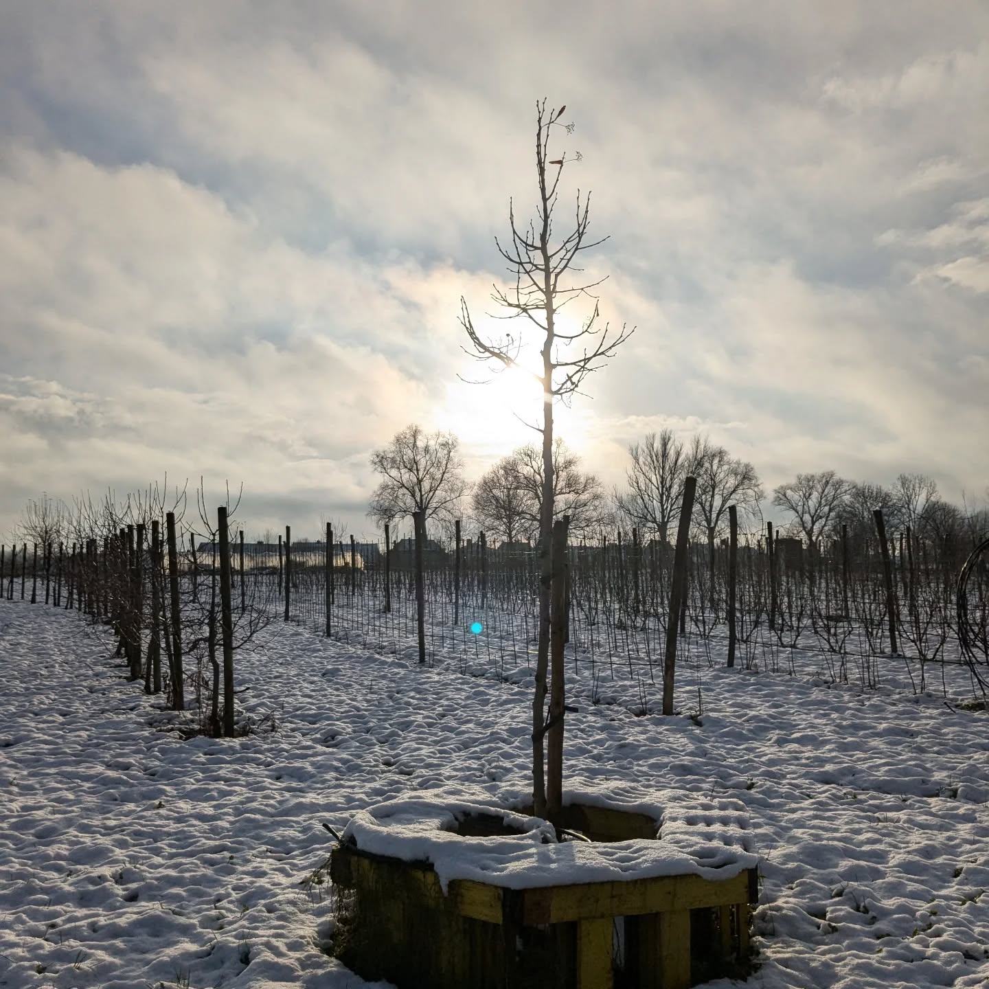 Koekoek, hier zijn we weer 🤗
Na meer dan 3 maanden verplichte sociale media rust, bracht dit sneeuwlandschap ons vandaag terug richting de online wereld. 😇
De stilte hier online stond wel los van de vele daalkouter brainstormen in onze hoofden. Nieuwe plannen, andere aanpakken, evalueren, herdenken,.. heerlijk dromen dus! 🫣
Nog een laatste dank voor 2024.. Zoveel fijne ontmoetingen, veel bijgeleerd en ons veld verder zien groeien in de juiste richting.
Dankbaar en blij. ✌🏻
Als binnenkort de hersenstormen wat gaan liggen, dan delen we graag met jullie alle nieuwtjes van 2025. 😇
Warme knuffels van de boeren van De Daalkouter.
😘