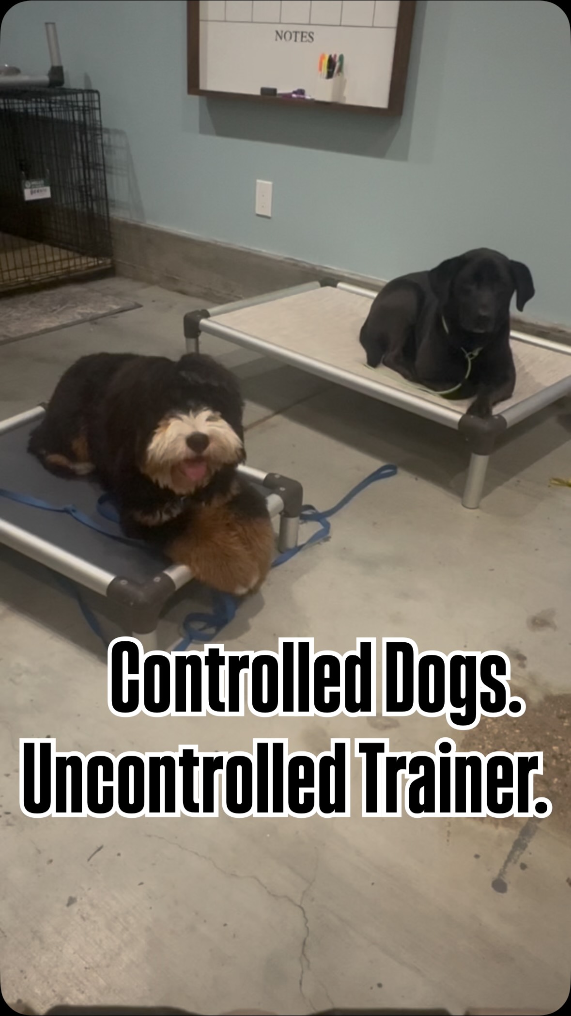 Want calmer dogs? Watch this - I move around on purpose to help the dogs learn that “place” means staying calm and settled, even when there’s movement or excitement around them. Real life isn’t quiet or predictable, so we practice with distractions built in. By moving, walking, and dancing around them, I’m teaching the dogs to relax, make good choices, and hold their position no matter what’s happening nearby. This is how calm, reliable behavior shows up at home, on walks, and in everyday situations. It takes practice, repetitions, many many reps before we proof the calm in public, we start inside, then we add more difficulties. #dogtraining #dogplacetraining #kurandabeds