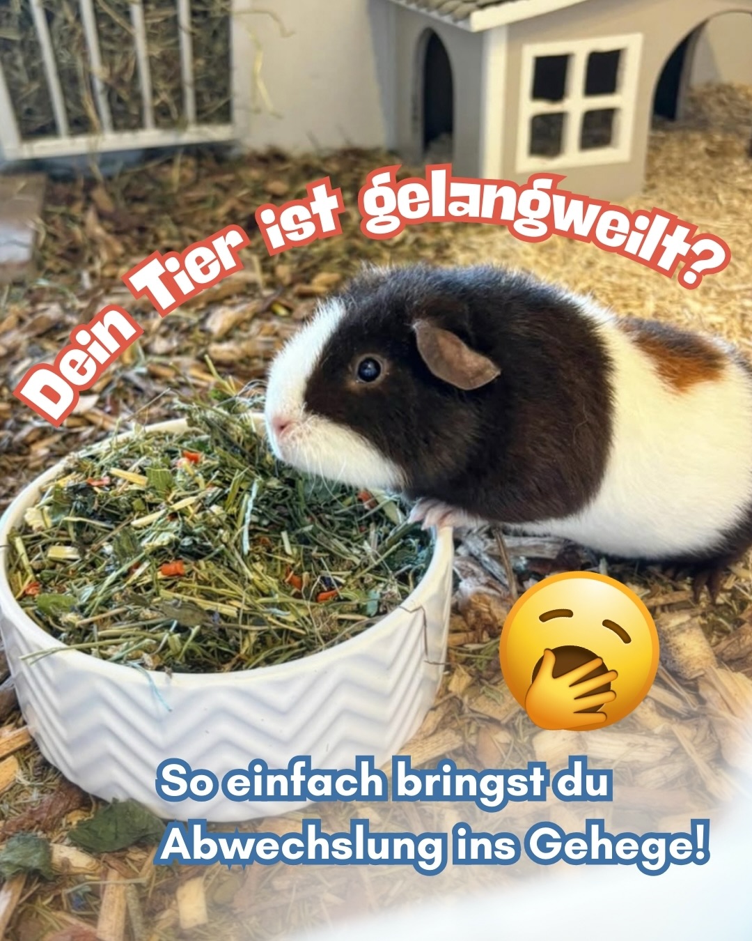 🥱🌲 Sauberes Gehege – aber wenig Abwechslung?
Kaninchen & Meerschweinchen brauchen mehr als nur Einstreu: Sie wollen buddeln, schnuppern & entdecken. 🐹🐰
Genau dafür gibt’s unsere Waldboden Einstreu:
✔ bringt echtes Waldgefühl ins Gehege
✔ spannende Gerüche
✔ mehr Beschäftigung im Alltag
👉 Nutzt ihr Waldboden Einstreu schon im Gehege? Schreibts uns in die Kommentare! 💬
I gfrei mi bärig auf den Austausch mit eich. 💚
Euer Johannes ✌️