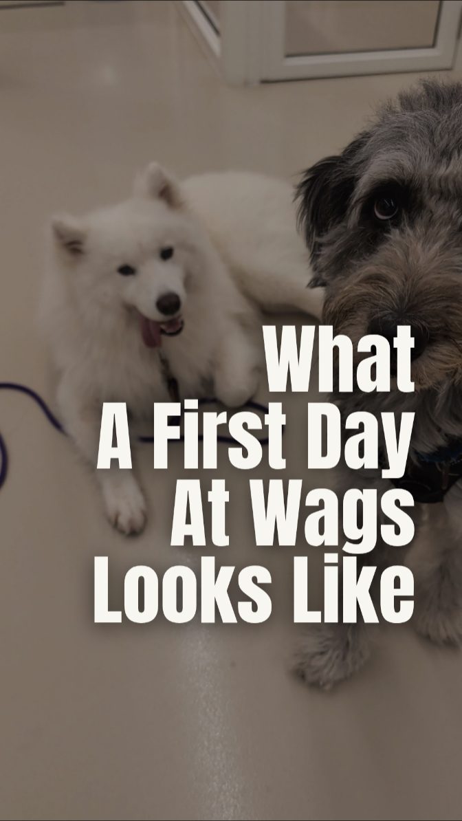 Meet Miso. โ๏ธ
His first day wasn't about running until he was tired; it was about learning to navigate a new space with a neutral mind.
At Wags, play is only a small fraction of our day. A dog who plays for 8 hours straight isnโt โexercisedโ, theyโre overstimulated.
We focus on ๐๐ฟ๐ผ๐๐๐ฎ๐น ๐ฅ๐ฒ๐ด๐๐น๐ฎ๐๐ถ๐ผ๐ป. Instead of just watching dogs, we coach them to handle social environments without losing their cool.
๐๐ผ๐ ๐๐ฒ ๐ฎ๐ฝ๐ฝ๐ฟ๐ผ๐ฎ๐ฐ๐ต ๐ฎ ๐ฏ๐ฎ๐น๐ฎ๐ป๐ฐ๐ฒ๐ฑ ๐ฑ๐ฎ๐:
โ๏ธ ๐ก๐ฒ๐๐๐ฟ๐ฎ๐น๐ถ๐๐ ๐๐ถ๐ฟ๐๐: We start with decompression so dogs can process the environment calmly.
๐โโ๏ธ ๐ฆ๐ฒ๐๐๐ถ๐ป๐ด ๐๐ต๐ฒ ๐ฃ๐ฎ๐ฐ๐ฒ: Our walks set a calm, neutral emotional tone for the rest of the day.
โจ ๐๐ฐ๐๐ถ๐๐ฒ ๐๐ผ๐ฎ๐ฐ๐ต๐ถ๐ป๐ด: We reward turn-taking and encourage resets before energy peaks.
๐ฑ ๐๐ถ๐ณ๐ฒ ๐ฆ๐ธ๐ถ๐น๐น๐: We prioritize impulse control and calm coexistence over constant action.
Our goal is for dogs to leave feeling regulated and relaxed, not frazzled.
Looking for a structured environment? Tap the link in our bio to learn more. ๐