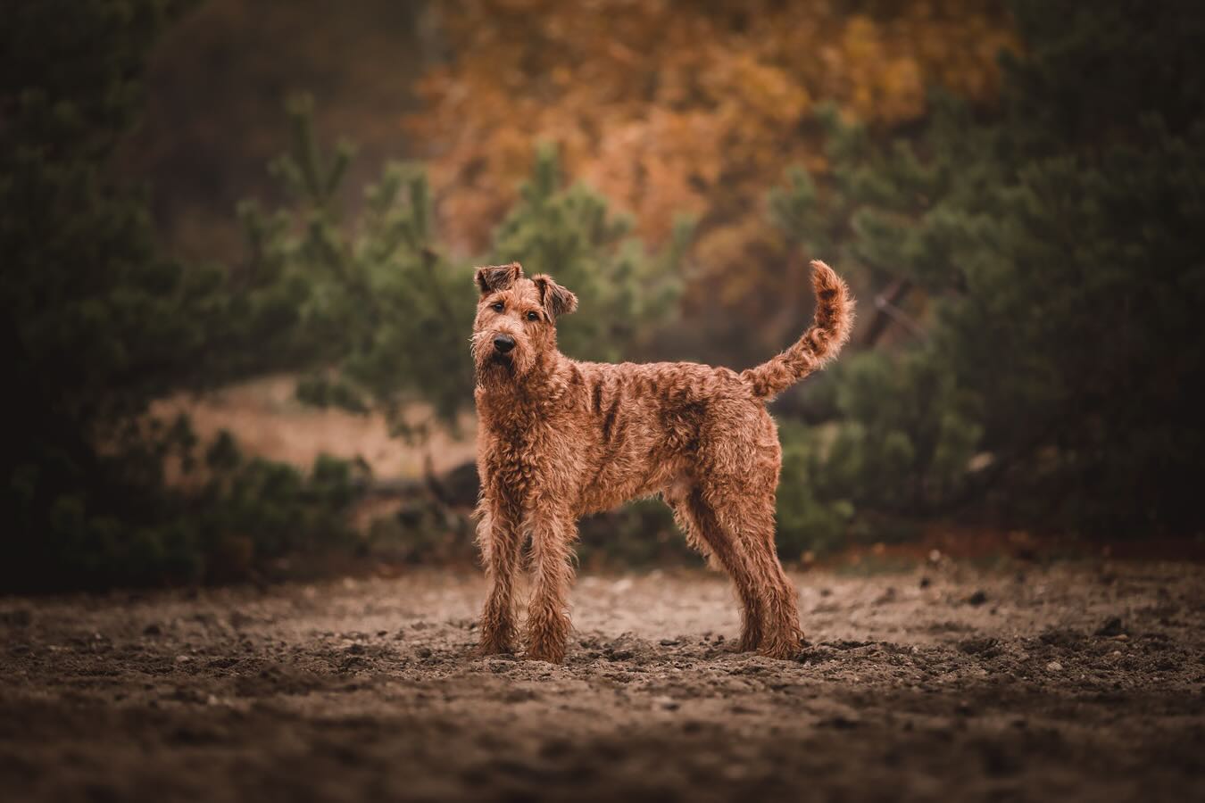 WE ZIJN WEER TERUG! ❗️WIJZIGINGEN❗️
Vanaf vandaag kun je weer een shoot inplannen! Ik ben druk bezig geweest met het onder de loep nemen van mijn pakketten. Daardoor zijn er nu nieuwe wijzigen van drie shoots! Het groei pakket en vriendjes pakket zijn er niet meer. Maar daar is naast een basis shoot of premium shoot (NIEUW) een extra soort shoot voor in de plaats gekomen, namelijk: een spoed shoot. Maar wat houdt dat in?
In het afgelopen jaar heb ik voornamelijk veel spoedjes gehad. Honden op leeftijd, herplaatsers of honden die helaas niet heel lang meer te leven hadden. Ik miste een goed aanbod hiervoor zodat ik baasjes minder lang hoef te laten wachten op de shoot als op de foto’s, maar ook dat baasjes zo’n shoot als een uniek moment samen kunnen zien. Soms is het wel de laatste grote gezamenlijke ronde die je als familie doet en dat moet speciaal zijn!✨
Wil je graag weten wat het spoed pakket anders maakt dan een basis of premium shoot? Of weten wat een basis of premium shoot inhoudt? Deze kun je vinden op de website www.pawesome-photography.com of via de link in bio 🤎