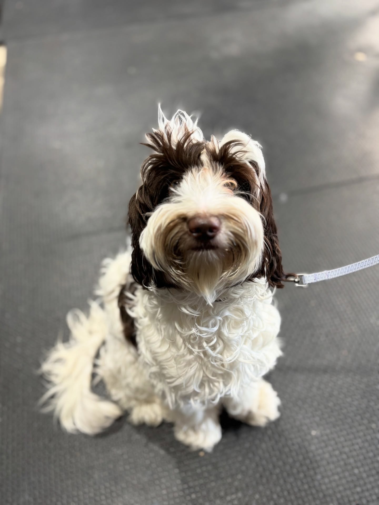 Some of the Level 2 group class crew!. Love seeing their different personalities come out as they get more confident with their training.
#groupclass #dogtraining #dogsofsavannah