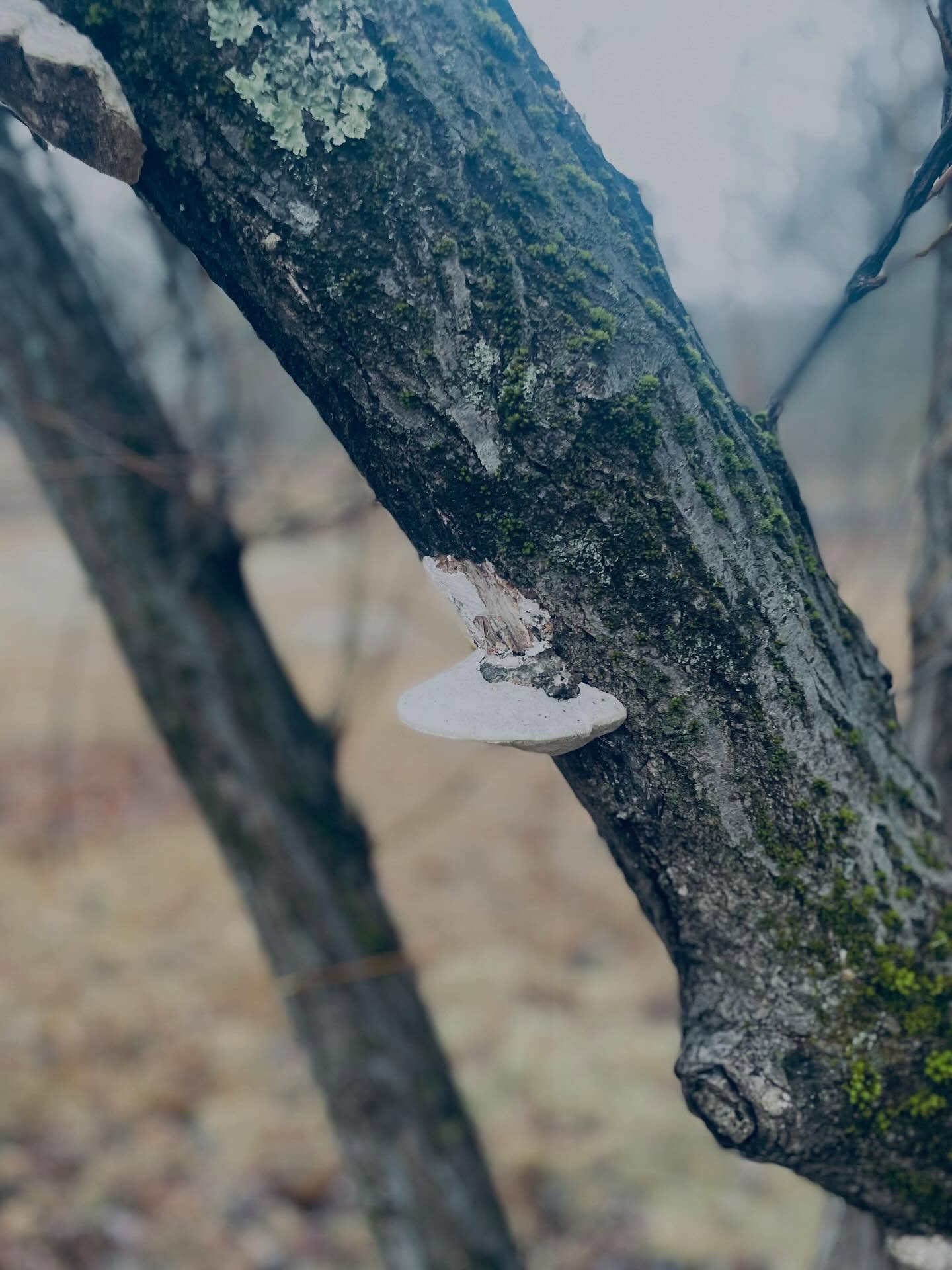 New England Winter Walks