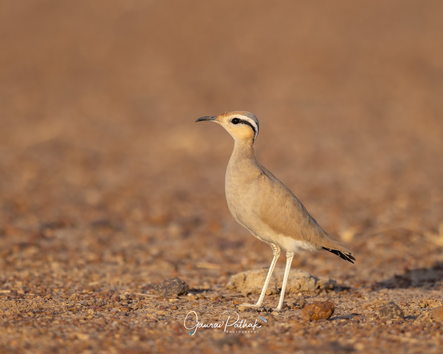 Cream-coloured Courser (Cursorius cursor) – In the open stretches of Jaisalmer, this desert specialist moved with effortless grace across the sand. Bathed in golden light, its soft, sandy tones blended seamlessly with the landscape, a perfect match for wide, unforgiving spaces. Built for speed and subtlety, it’s a bird that feels inseparable from the desert itself.
.
Location - Desert National Park
Shot on Canon R5
Canon RF600mm F4 L IS USM
ISO 640
f/4
1/6400s
.
#DesertSpecialist
#JaisalmerWildlife
#GoldenLightBird
#AridLandLife
#canonasia