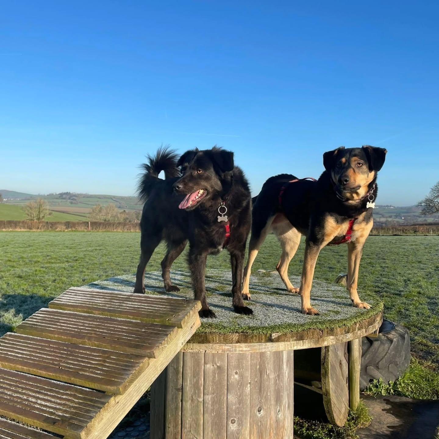 Two best friends enjoying an enriching walk full of obstacles, new smells and countryside views 🐾
📍 Wanderlust Walkies, Littlehampton
#DogField
#SecureDogParksNearMe
#DogWalk
#Walkies
#WanderlustWalkies